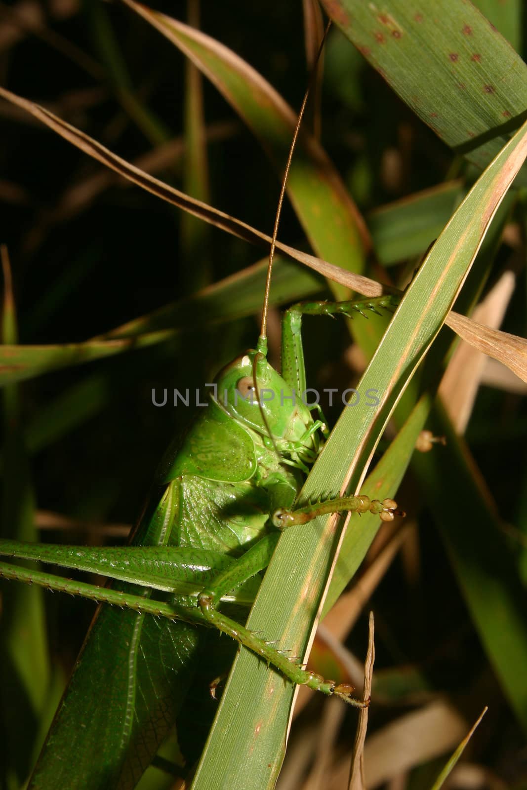 Large green grasshopper (Tettigonia viridissima) by tdietrich