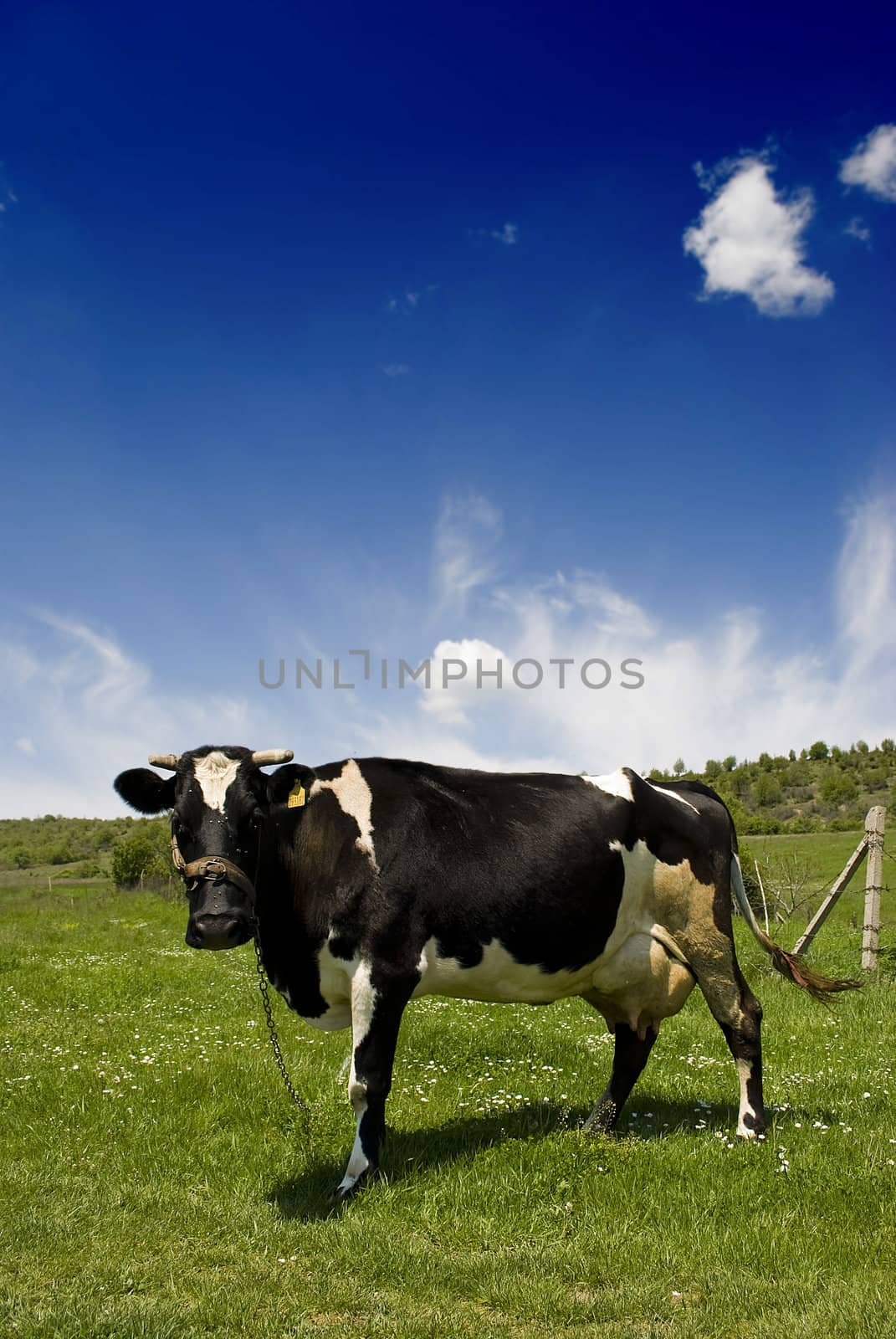 cow in a meadow looking at camera