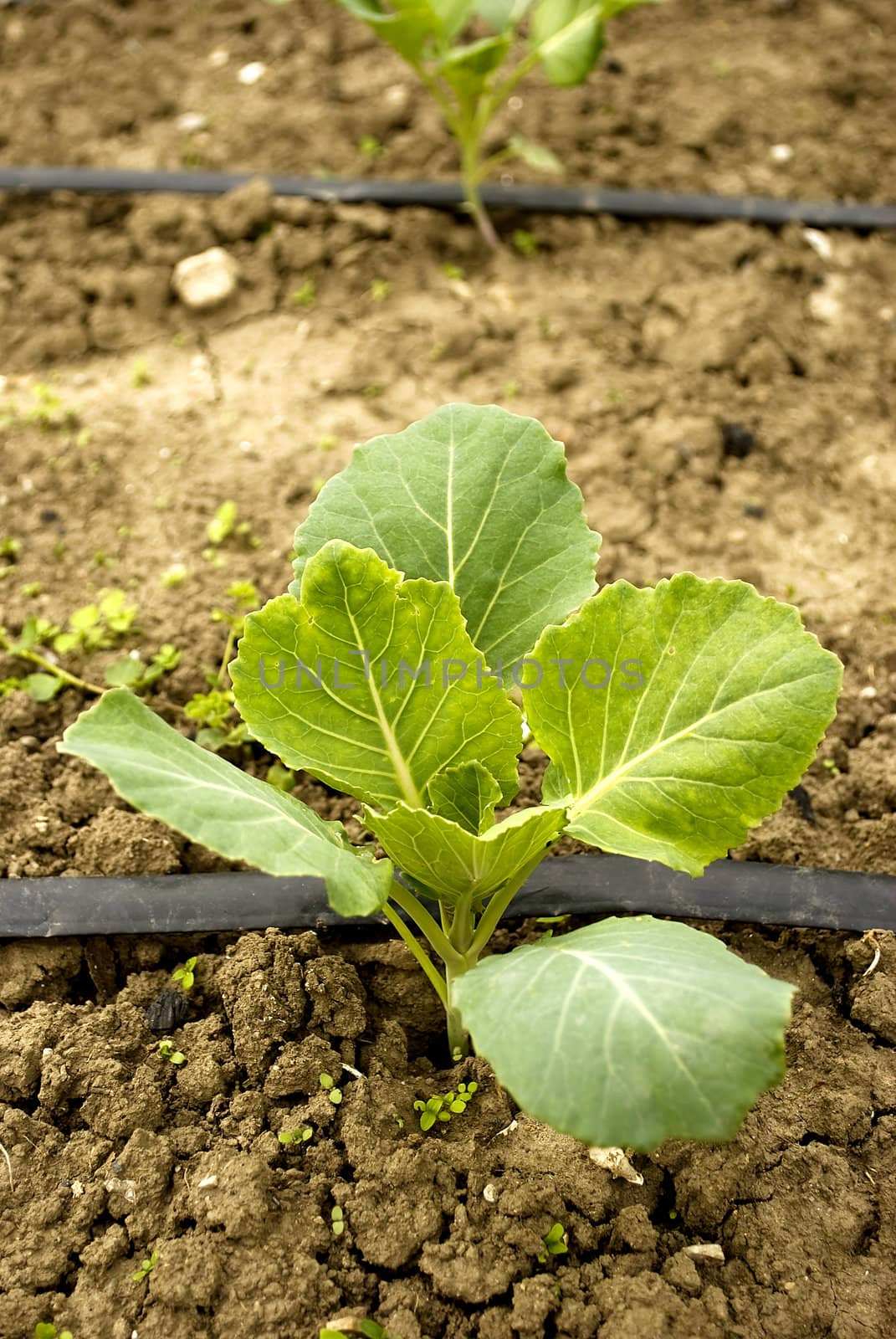 fresh green cabbage in a garden