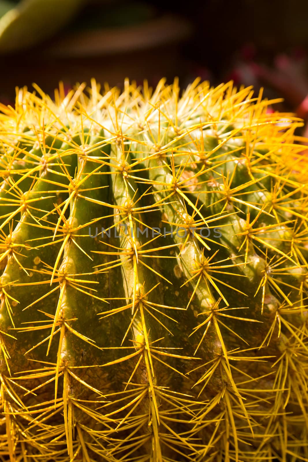 Cactus thorns by stoonn