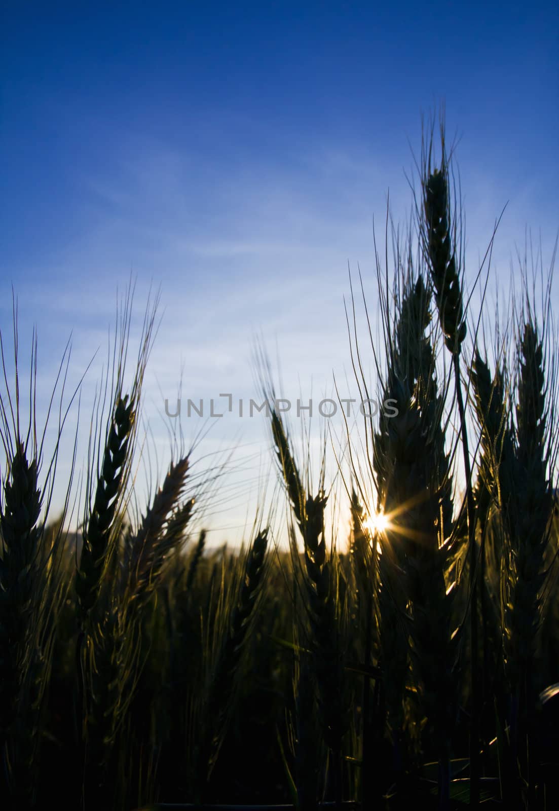 Green wheat field and cloudy sky sunset