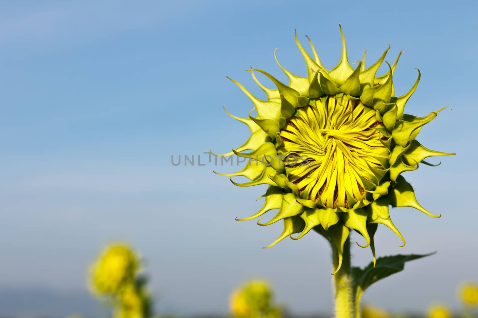 Sunflower and blue sky by stoonn