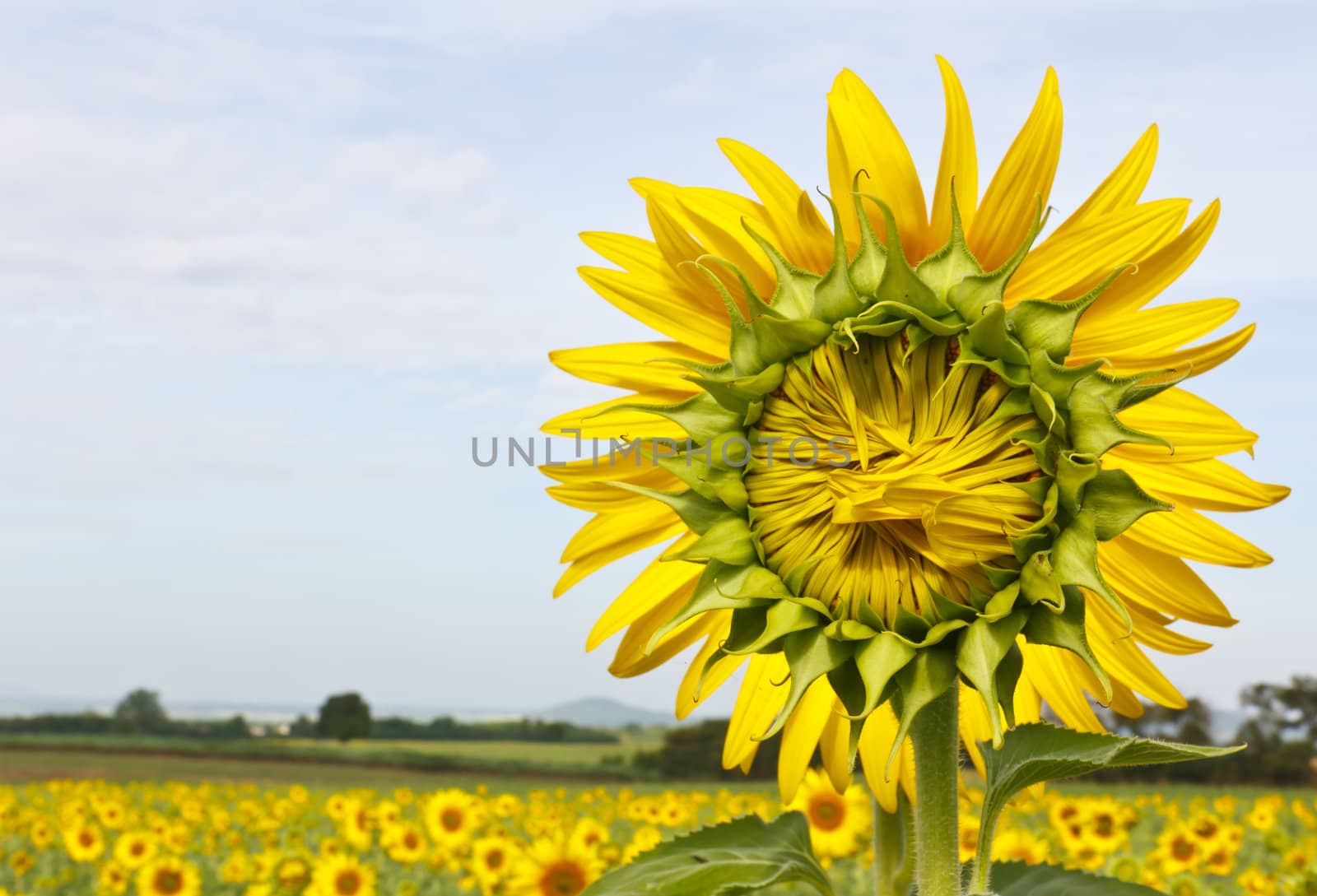 Sunflower and blue sky