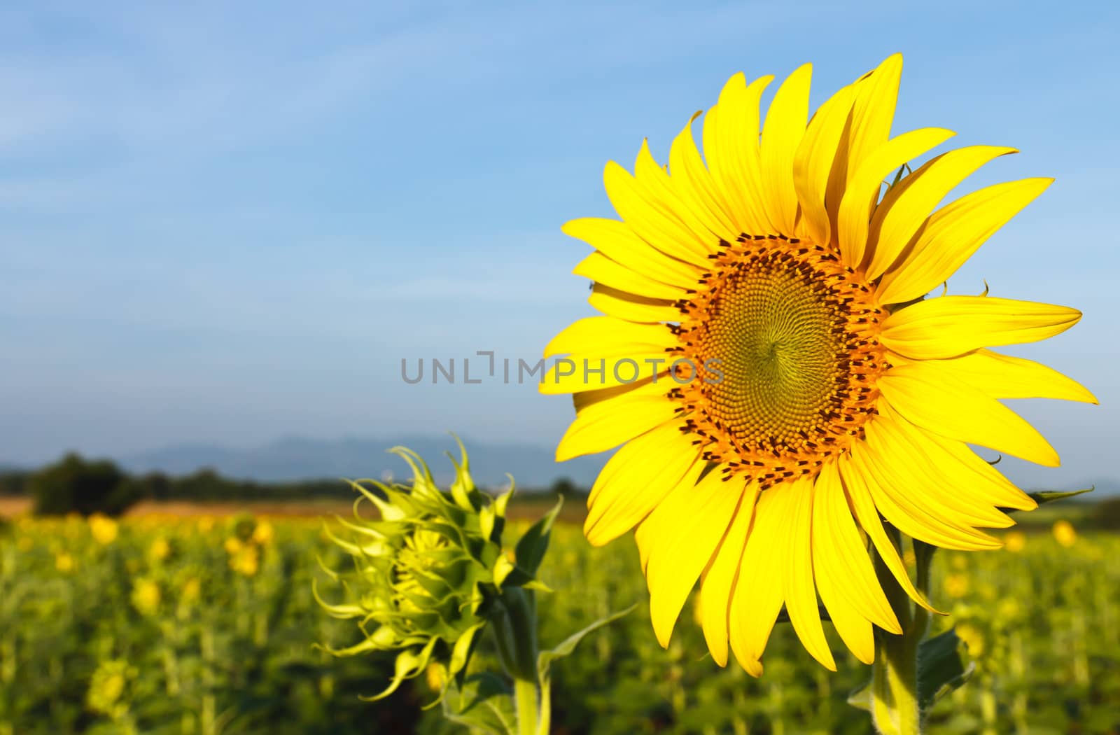 Sunflower and blue sky by stoonn