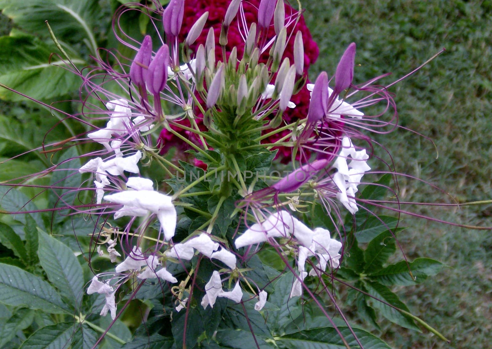 Pink and White Cleome by xplorer1959@hotmail.com
