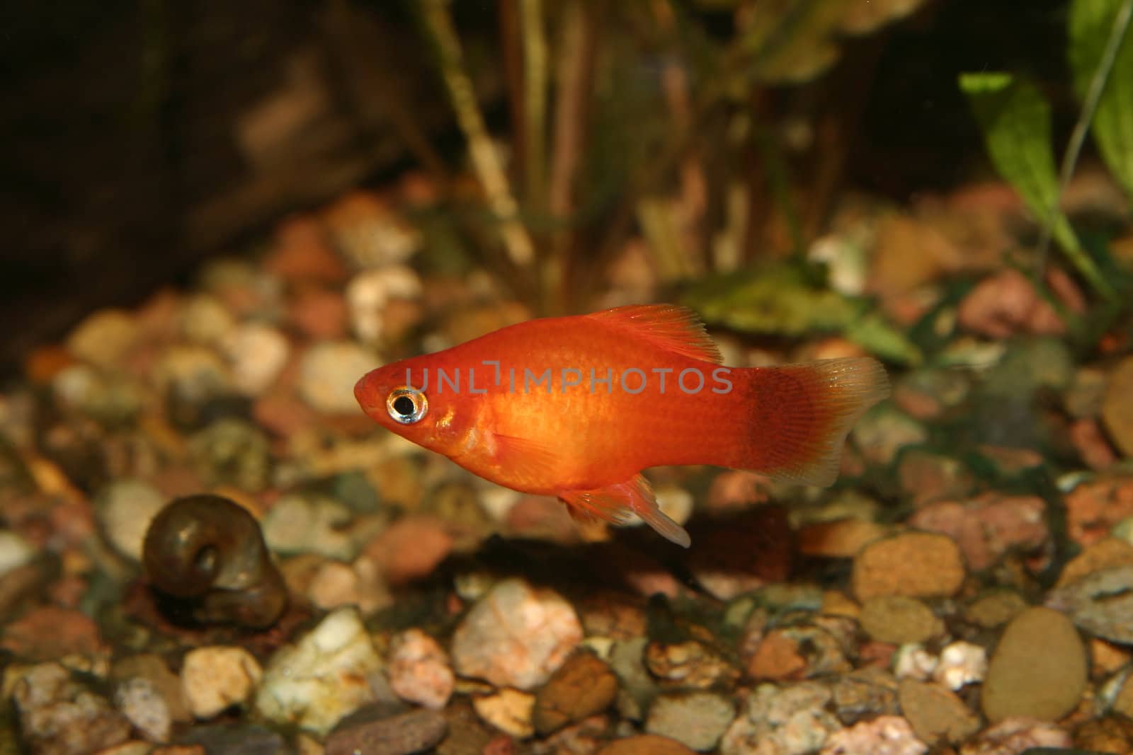 Marygold-Platy (Xipophorus maculatus) - Male