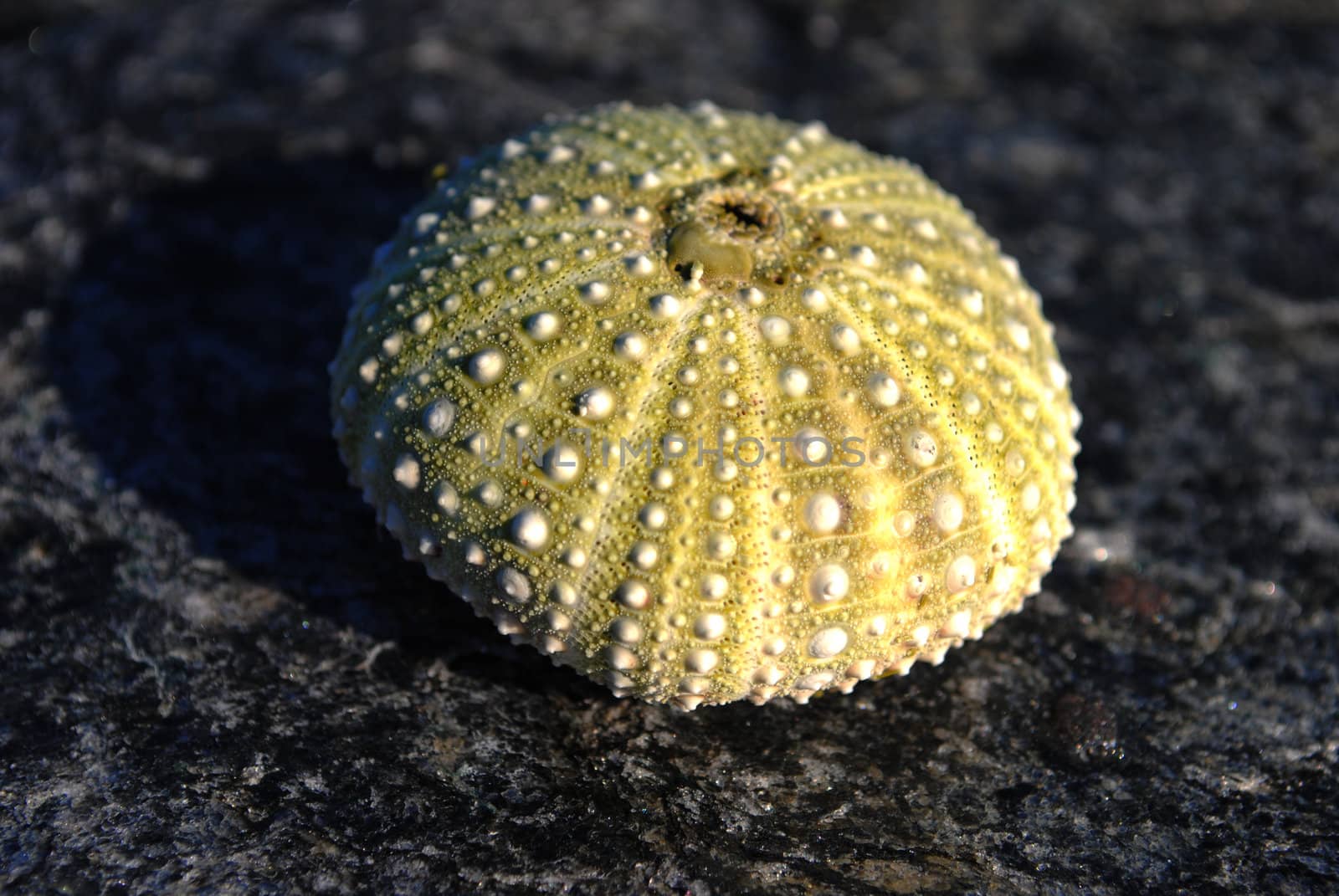 A green sea urchin.