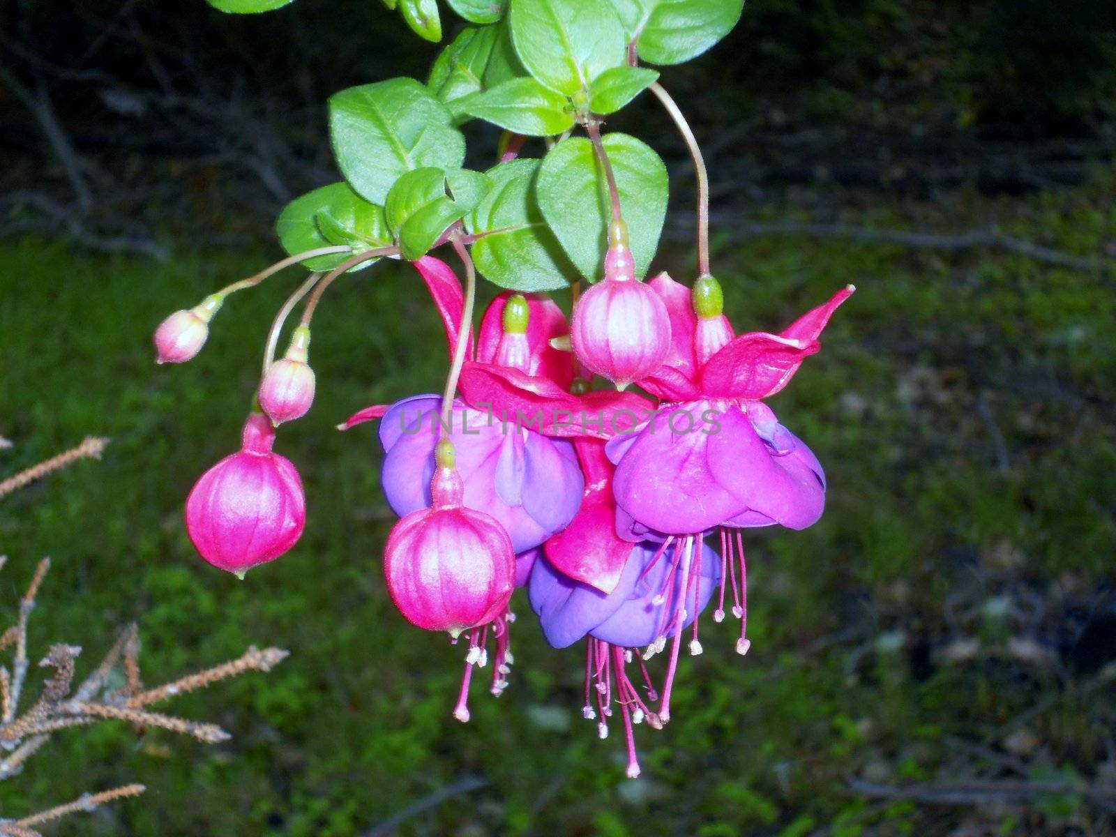 Known for their pinks and purples, Fuschias are sub-tropical flowering plants that originated in New Zealand and live year round in the deep south of the United States and are grown as annuals farther north.