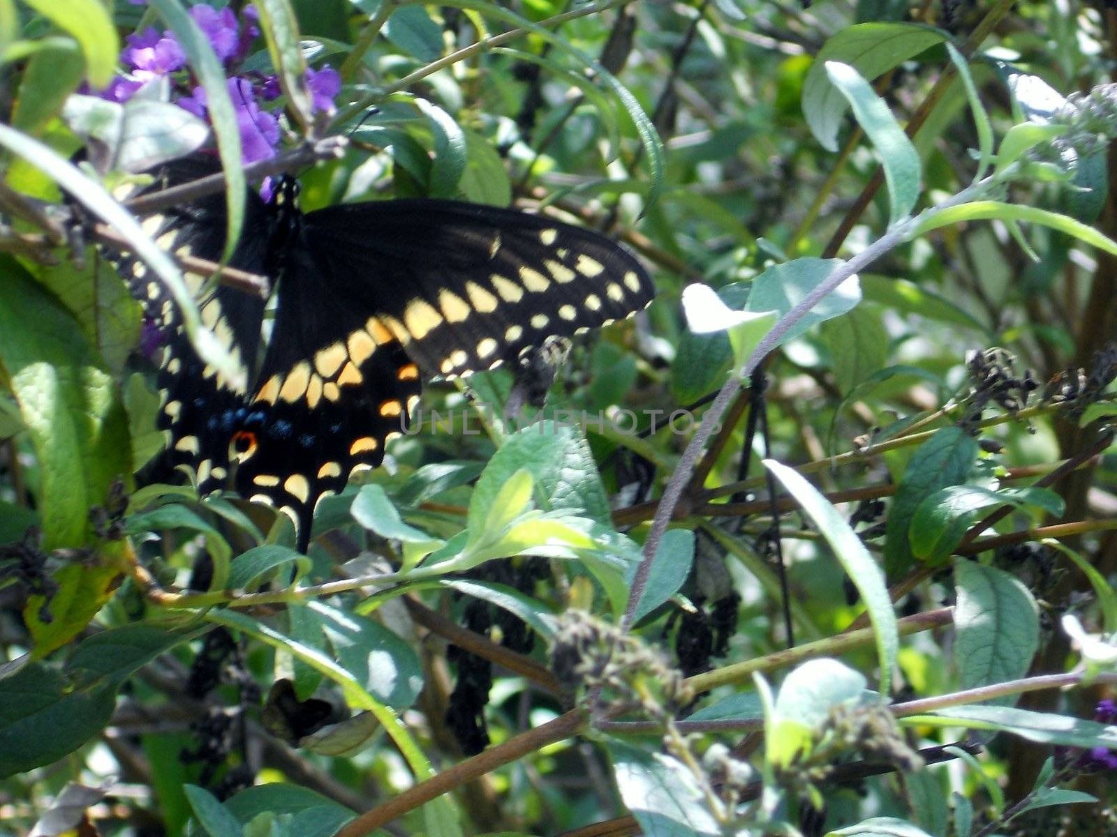 Black Swallowtail butterfly on the butterfly bush by xplorer1959@hotmail.com