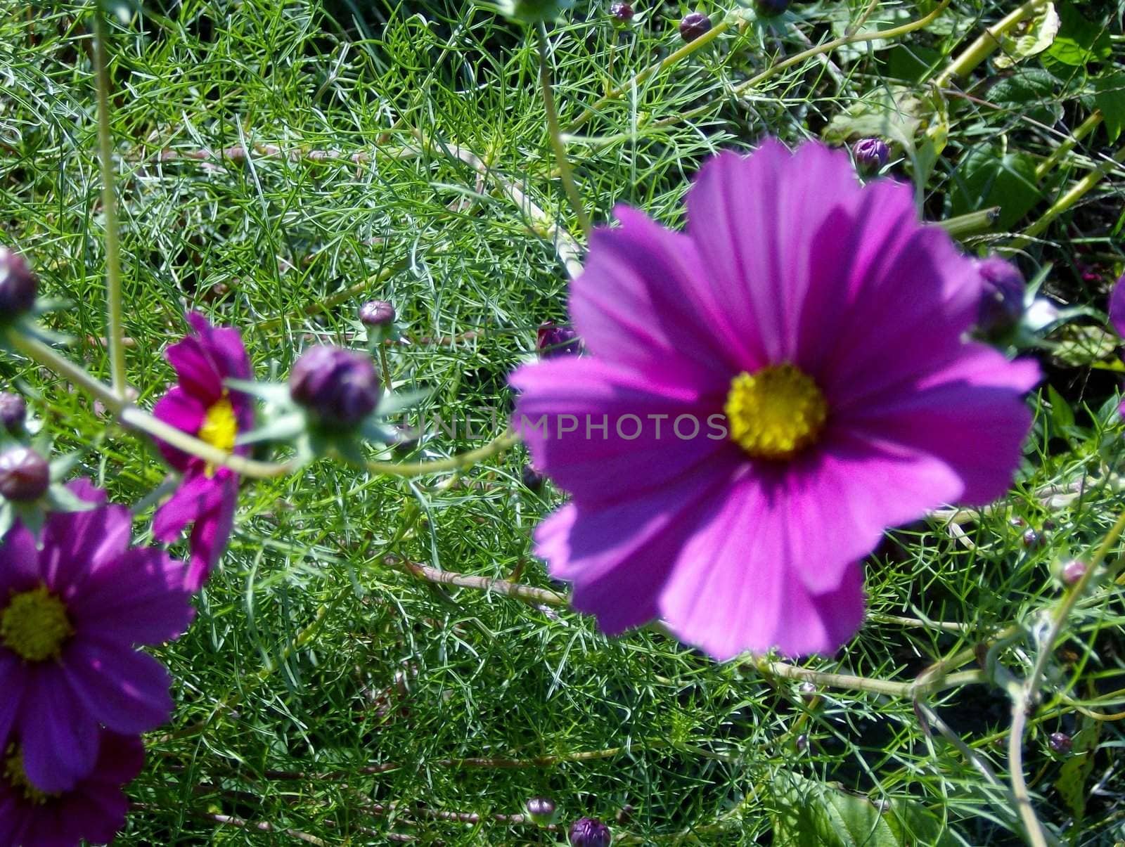 Cosmos are an annual flower that grows 3 to 8 feet height and blooms in shades pink, red, white, and (as seen here) purple.