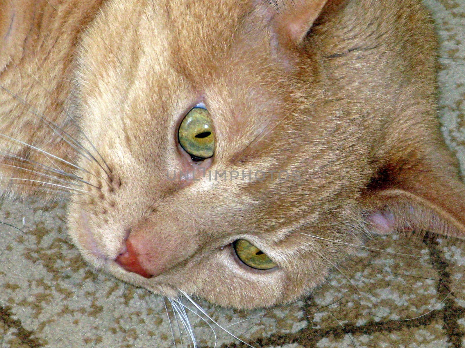 A headshot of a cat laying on a rug.