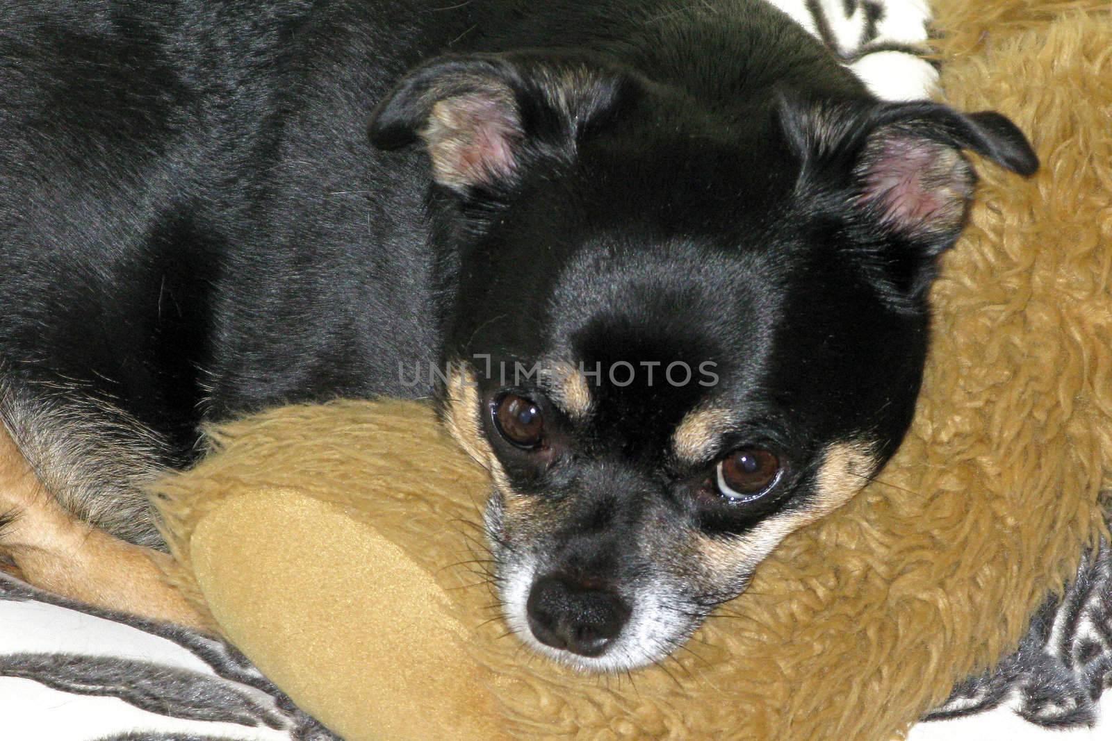 A dog leaning its head on a teddy.