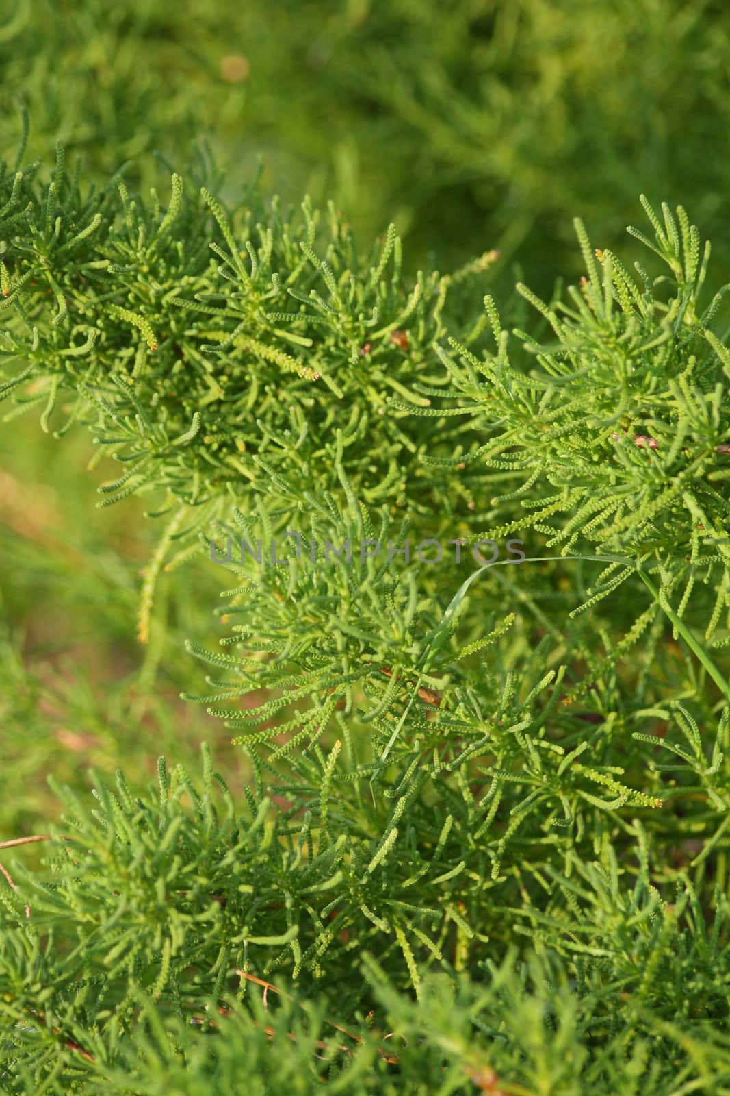 Close up of the evergreen plant. Background.