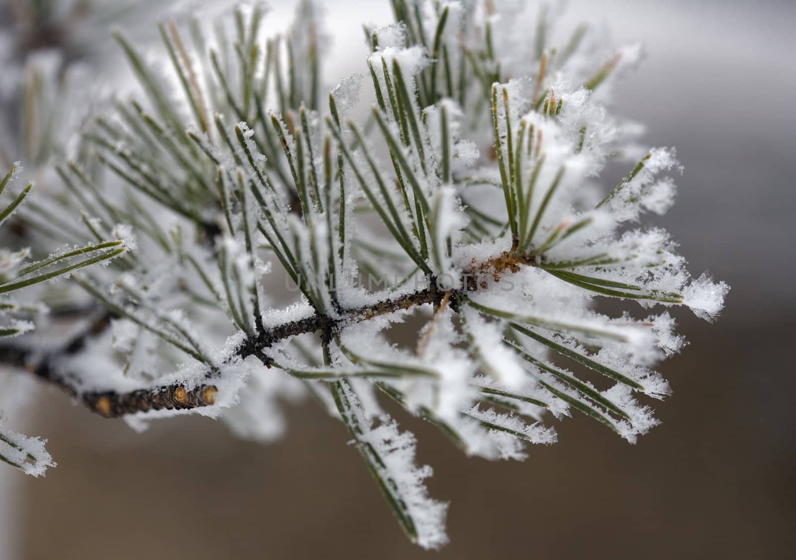 A close-up of a pine-tree branch covered hoarfrost 