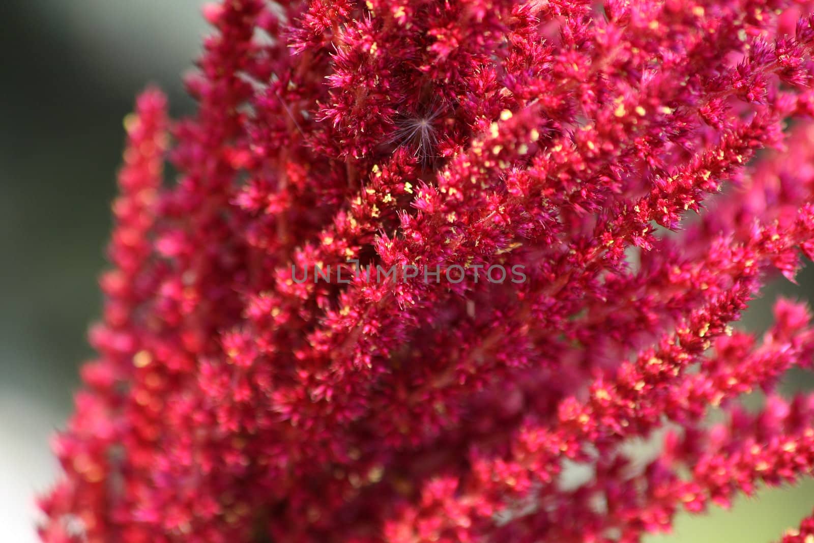 Close up of the blooming astilbe. Background.