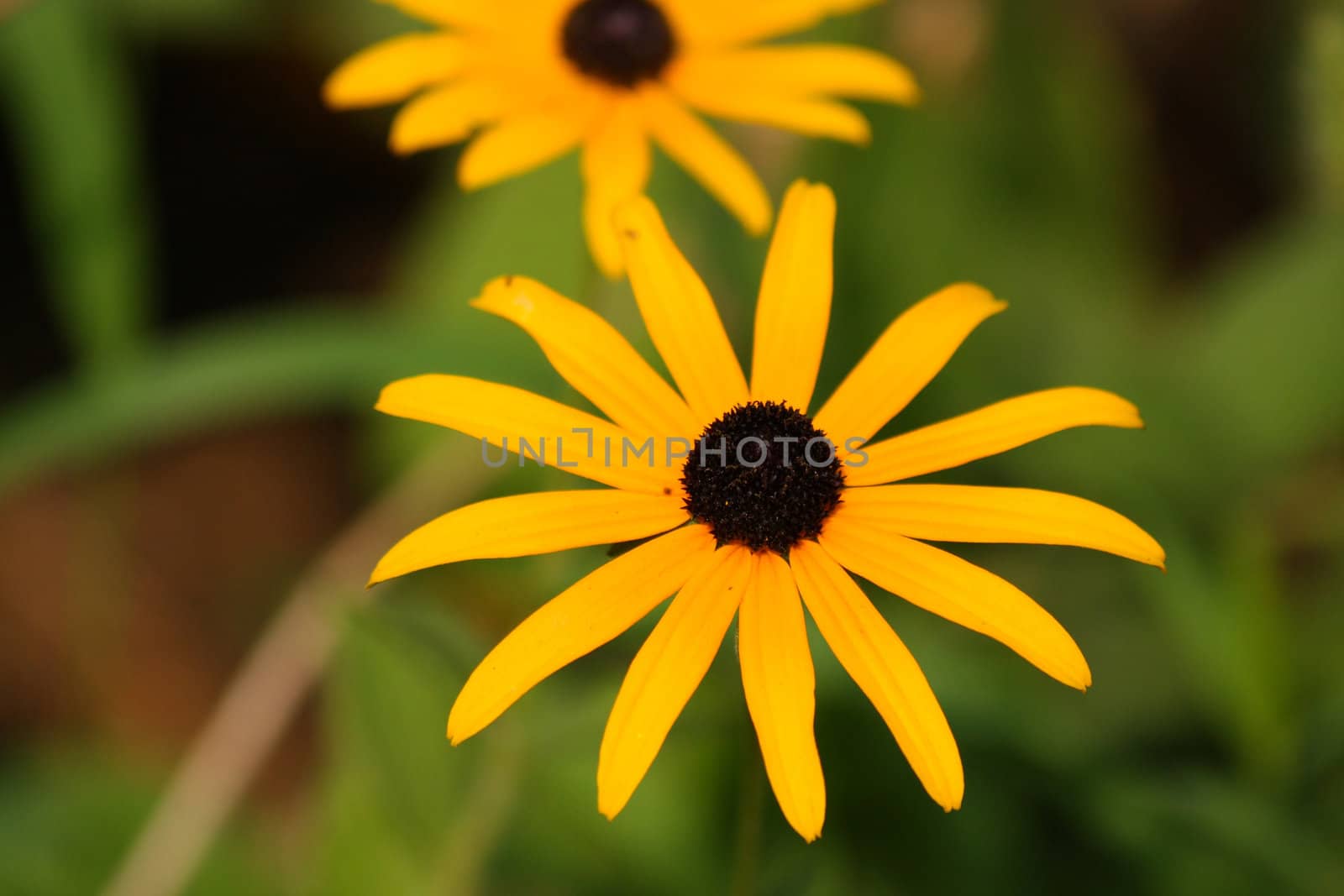 Yellow rudbeckia by Lessadar