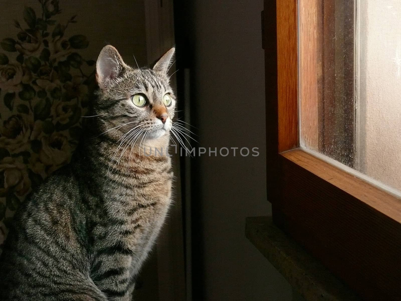 cat at the window indoor portrait