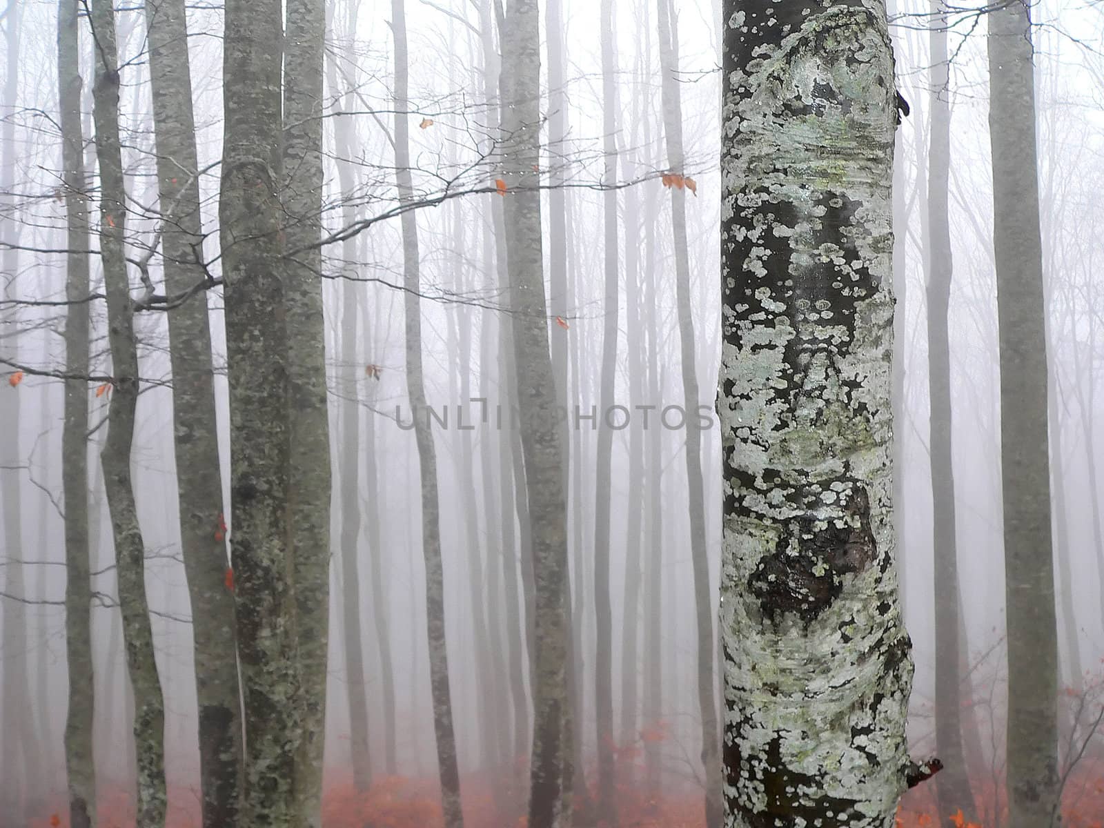 forest in autumn in tuscany