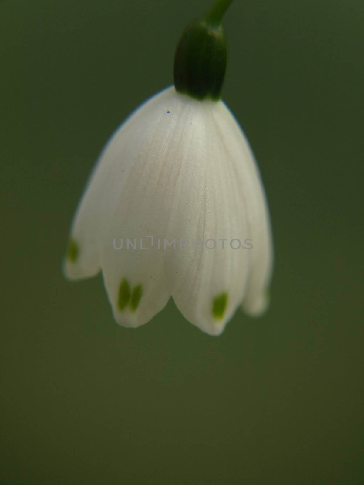 A single white snowflake flower isolated against a muted green background.
