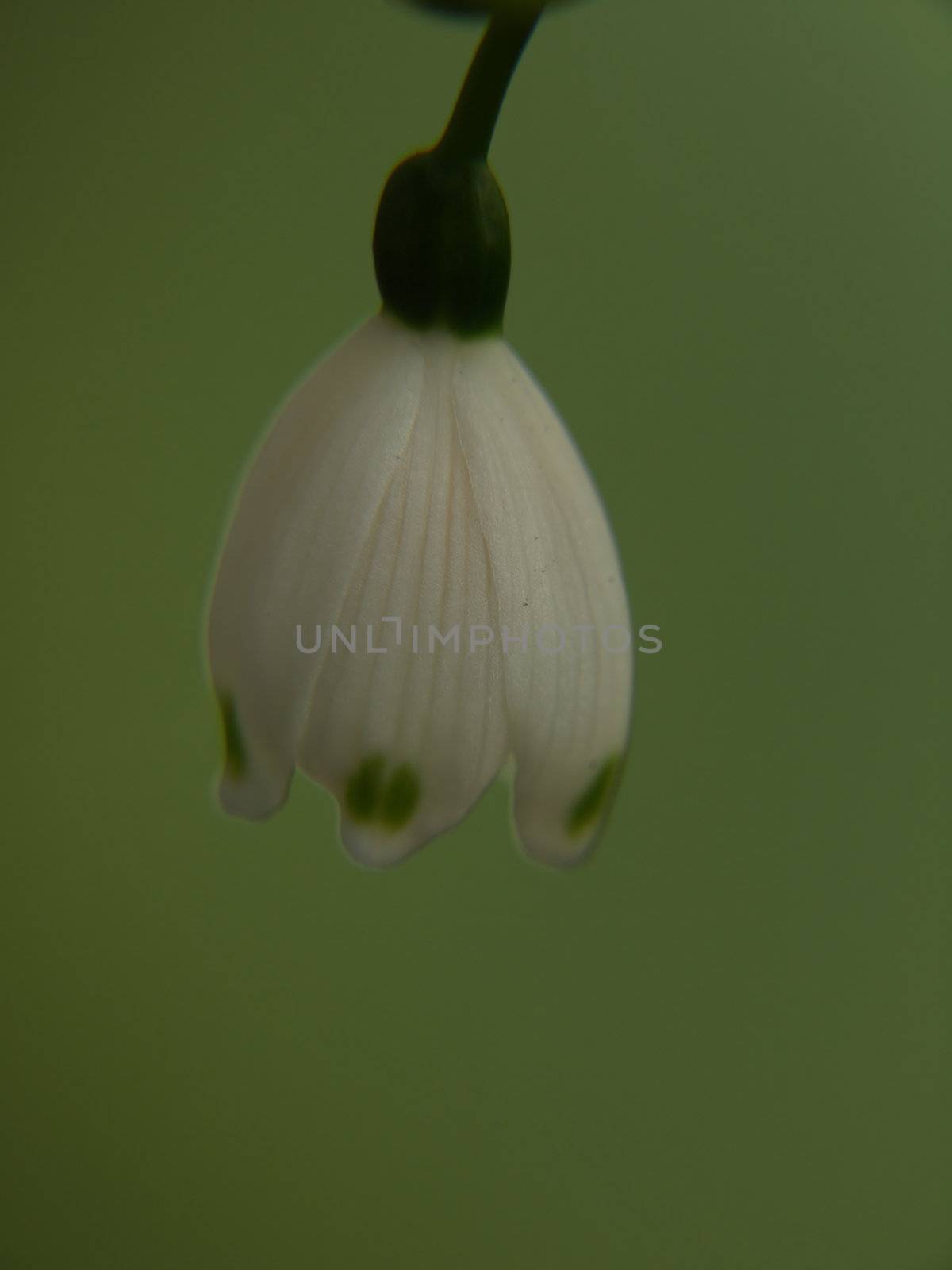 A single white bell shaped summer snowflake flower
