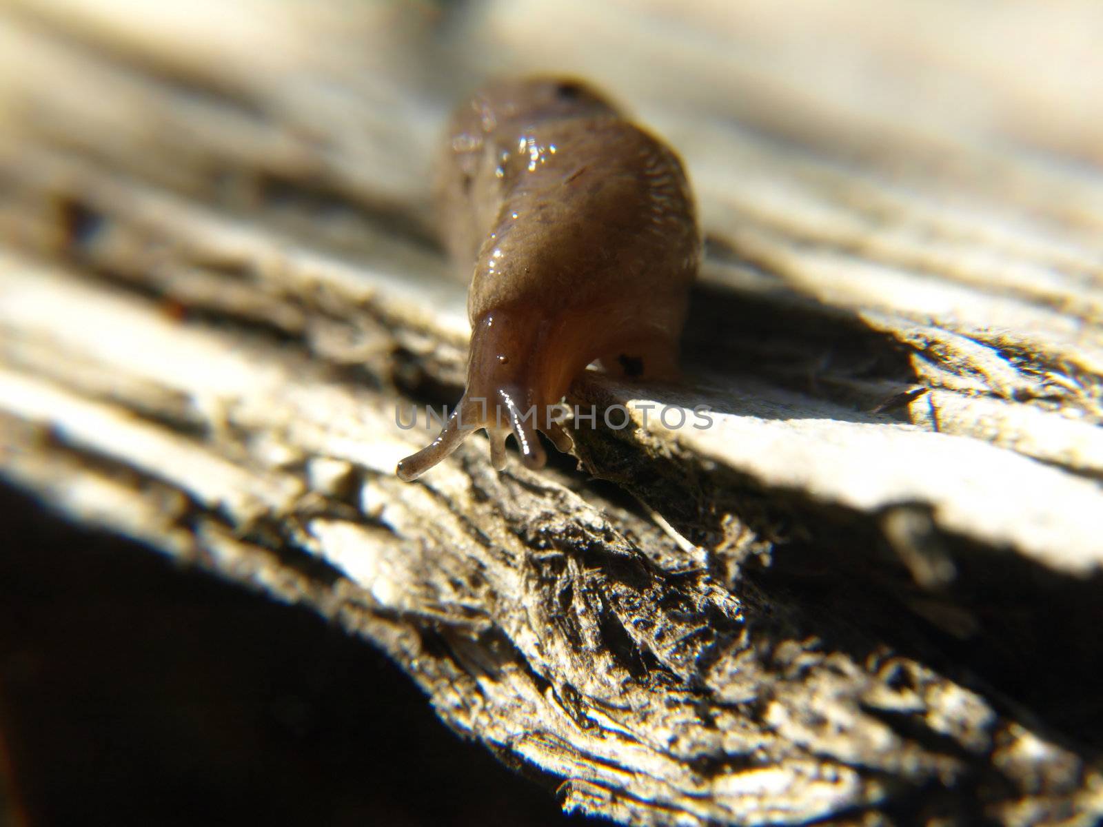 A slug traveling on a piece of wood comes to the edge and looks down