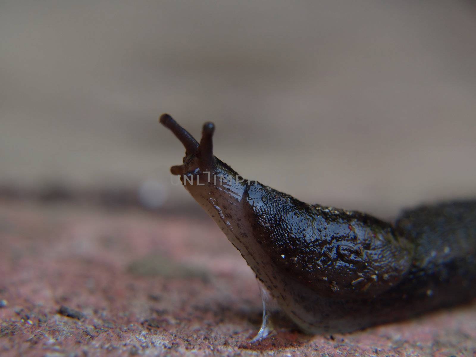 A slug travels across the ground, a slime trail forms underneath it.