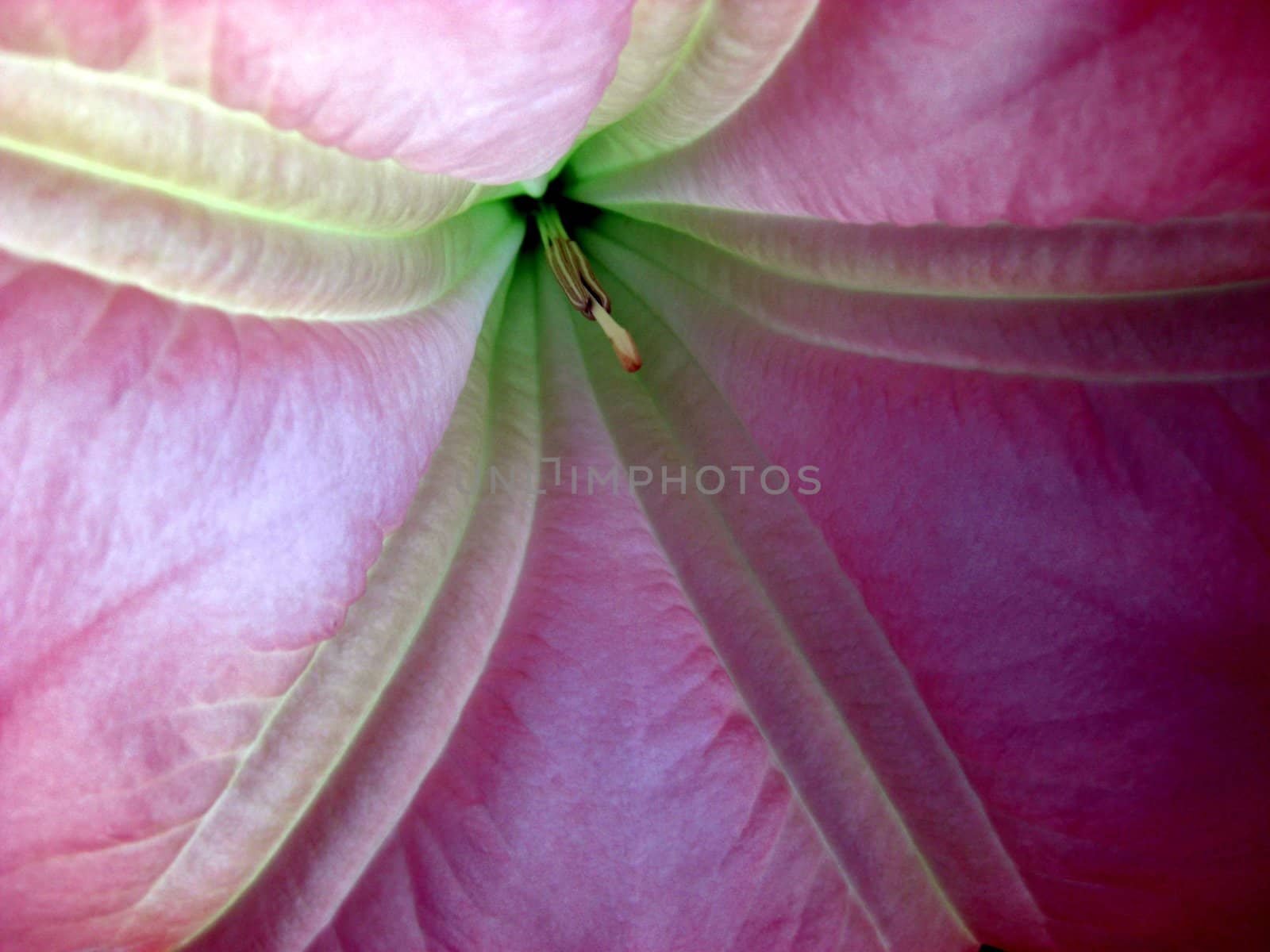 pink blossom of a sweet smelling poisonous plant, the botanical denomination is brugmansia versicolor, background image