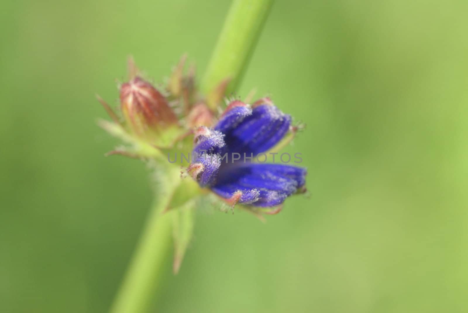 Chicory used as a means to improve the appetite and improve digestion; broth roots have antimicrobial properties and astringent