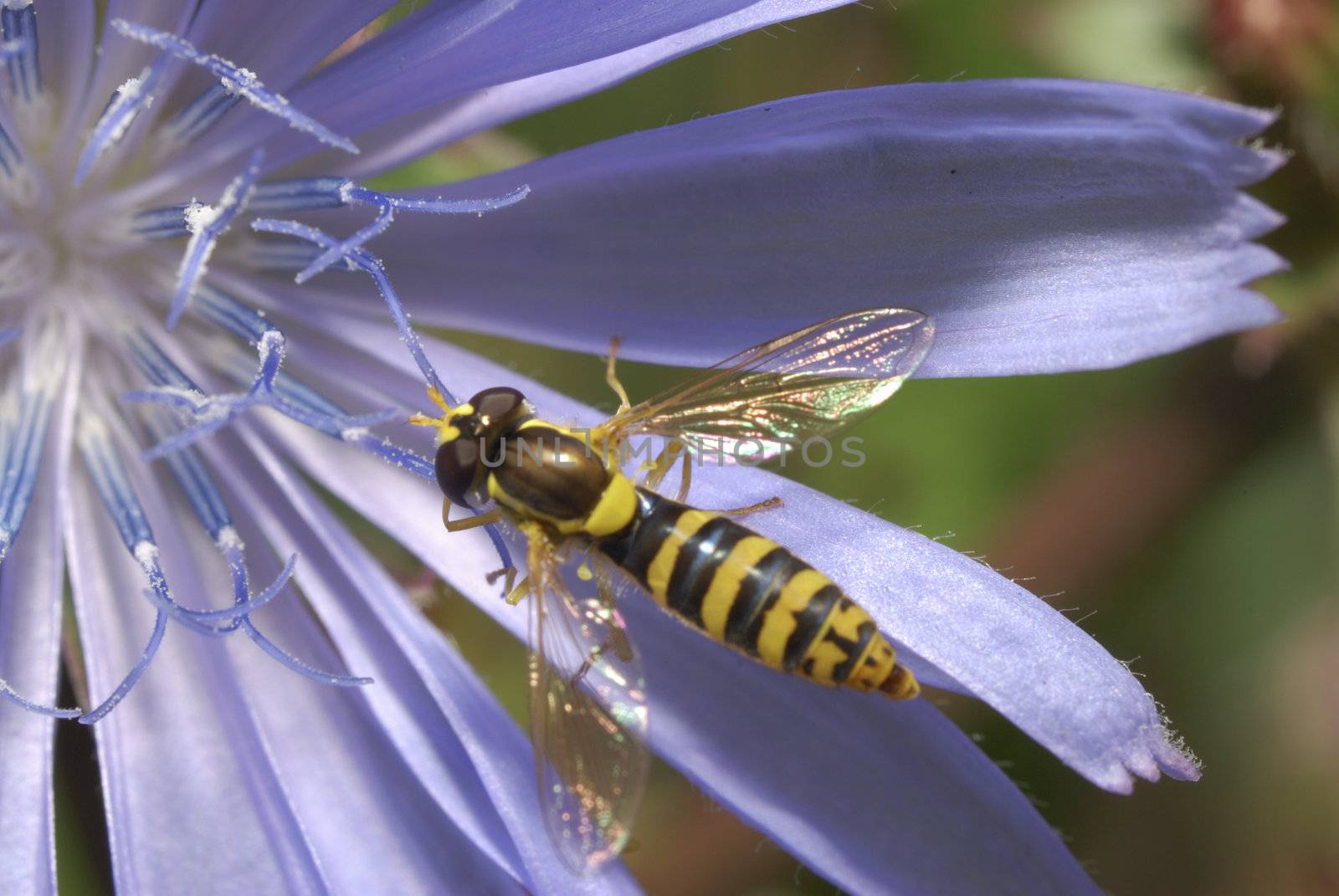 Tachina flies - family Diptera insects. Around 5000 species. Distributed nearly vsesvetno. Adult flies are found on flowers and leaves, feed on nectar and honey dew. Active in sunny weather. Larvae of the vast number of species - the internal parasites of insects