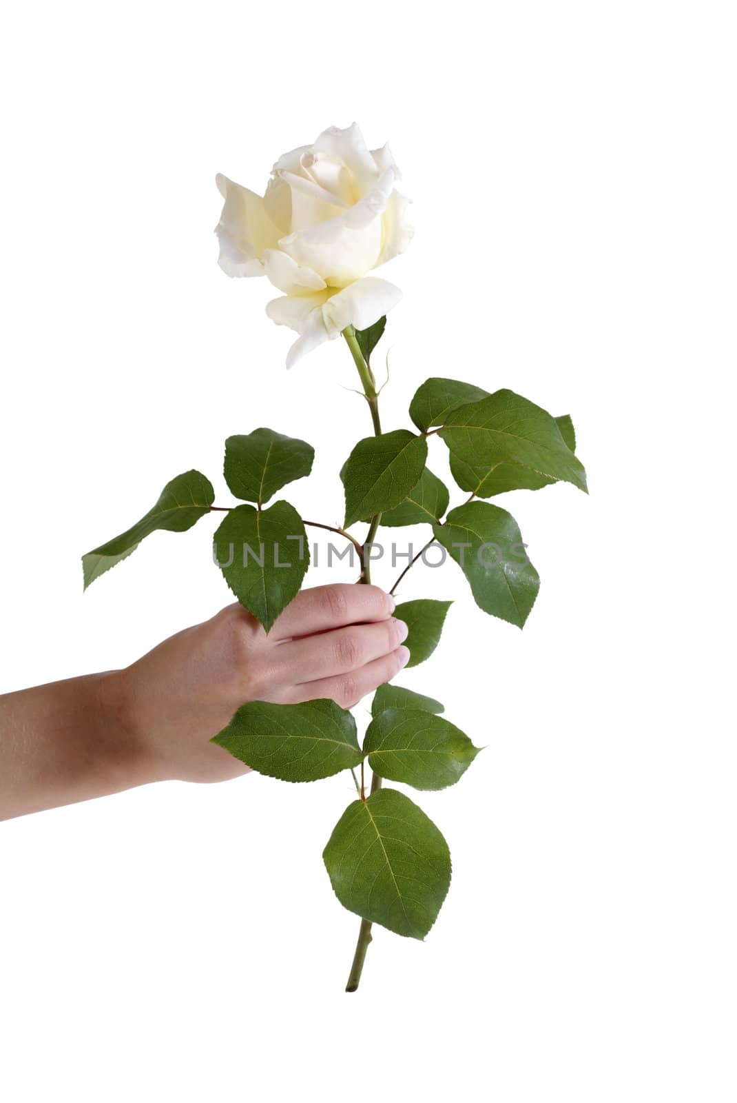 white rose in a hand isolated on white background