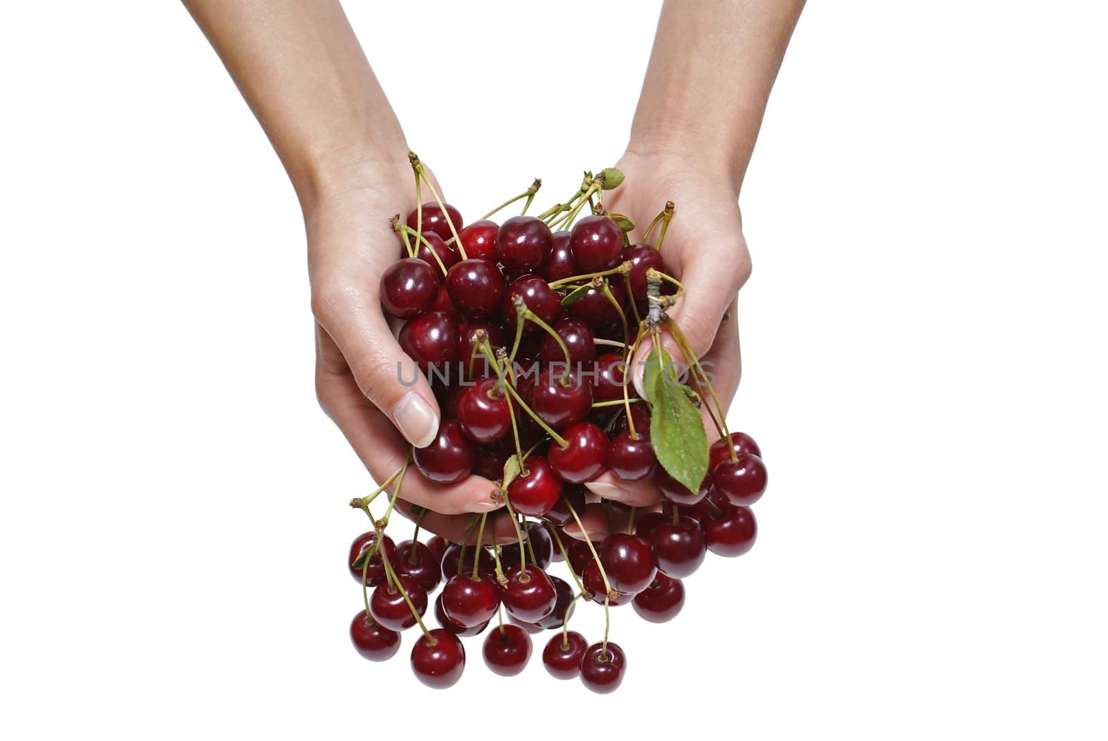 cherry's handful kept in palms  isolated on white background
