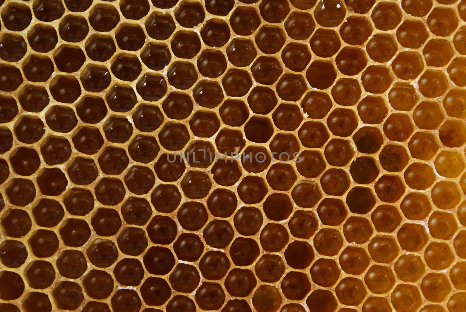 bee's slice full of honey as background