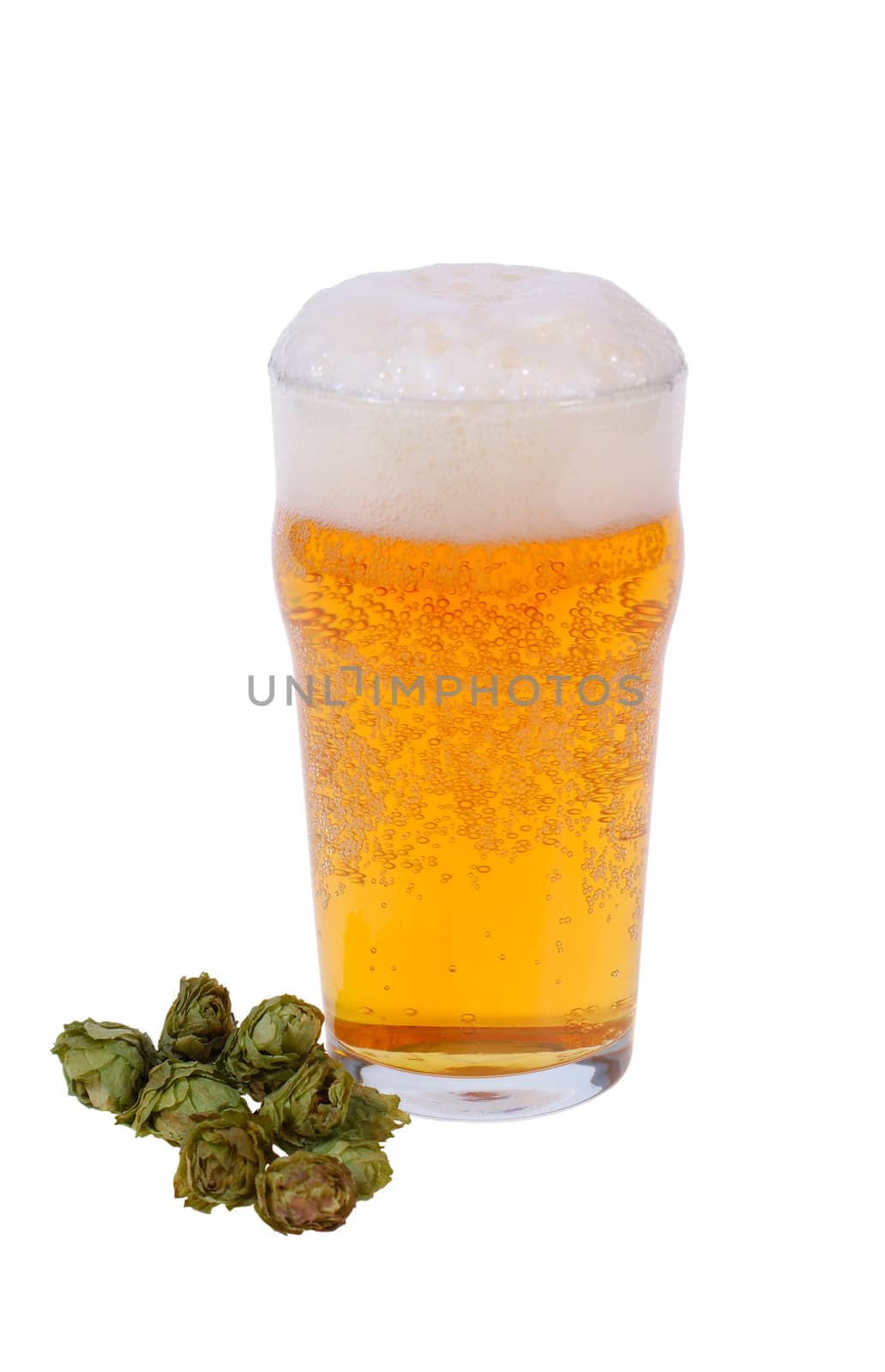 glass full of beer and hop isolated on white background