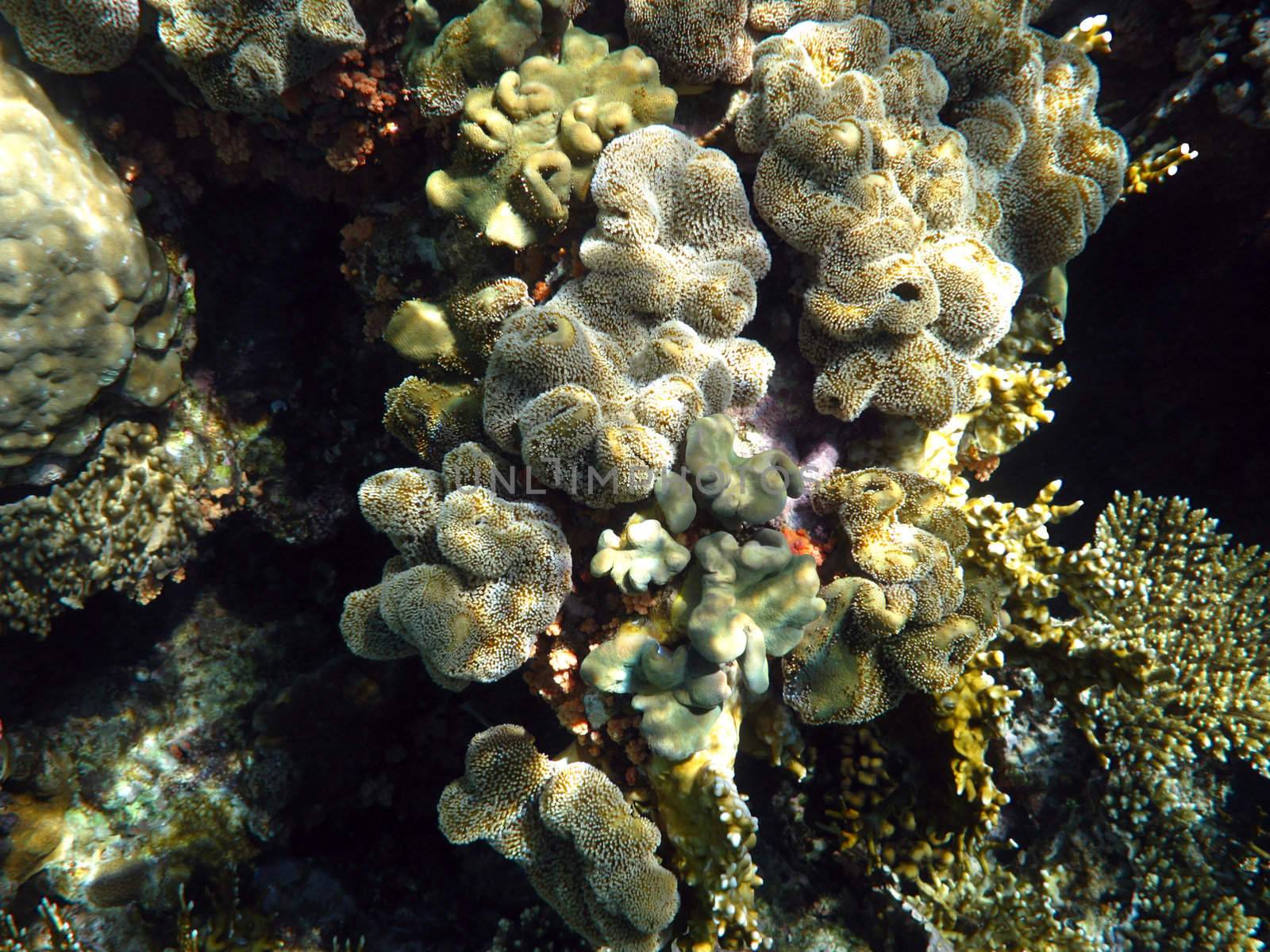 Leathery soft coral by vintrom