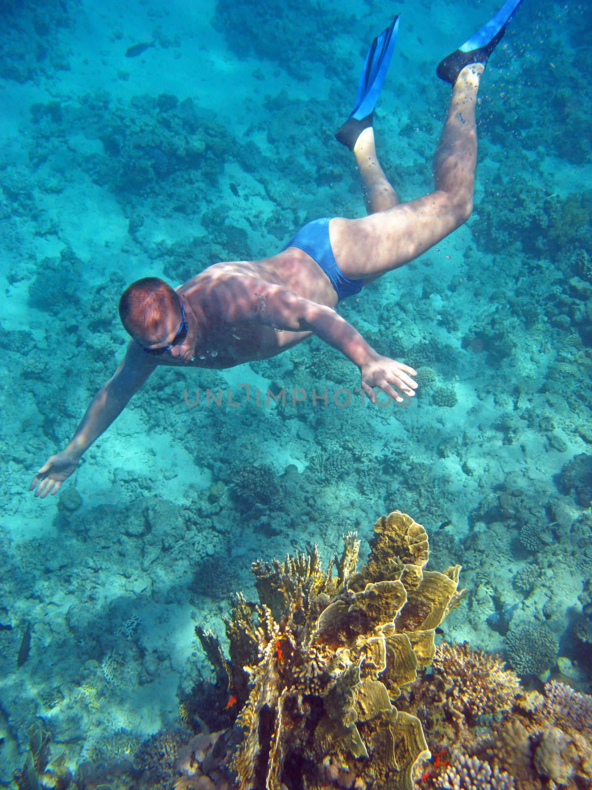 Diver and coral reef in Red sea