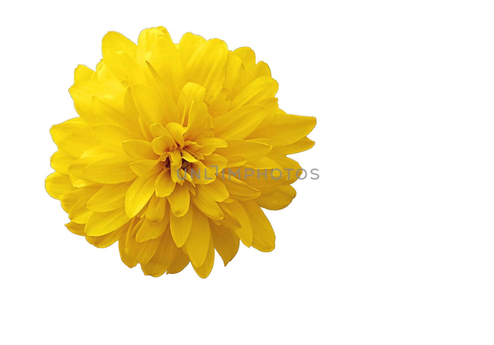 flower on white background