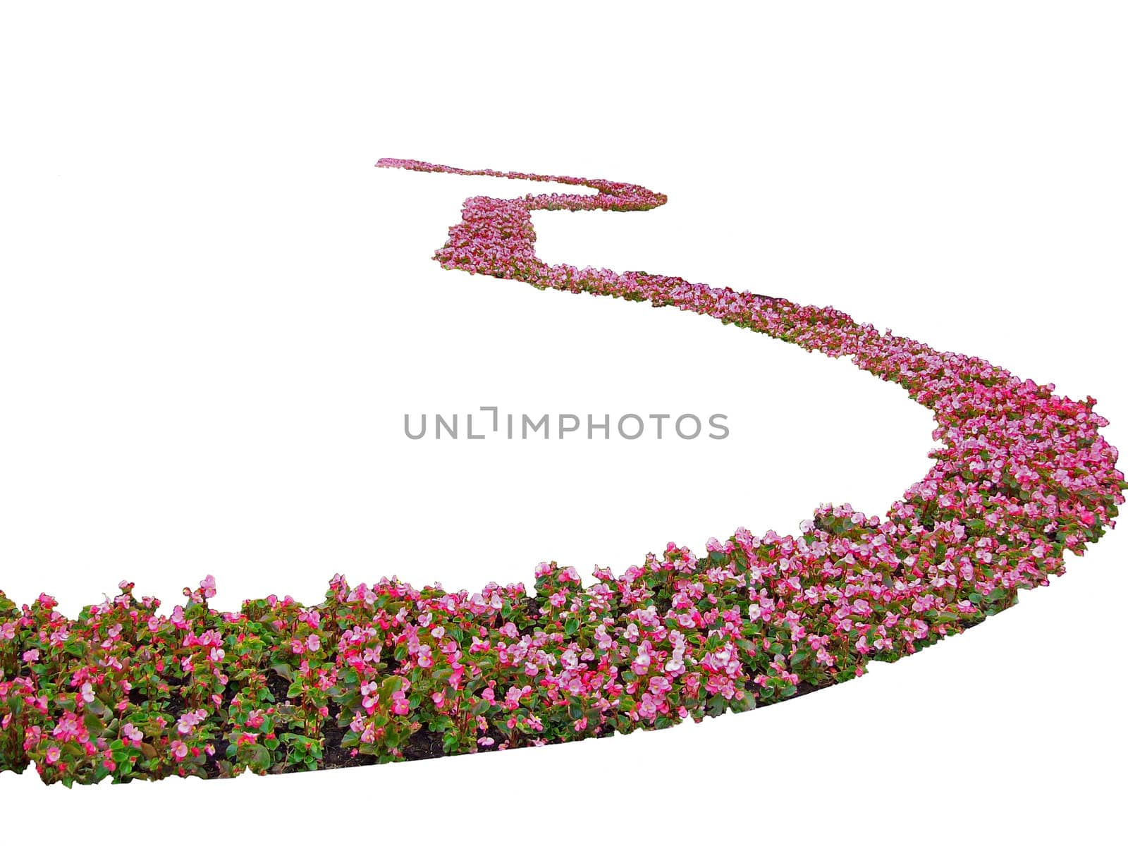 flowers-bed on white background