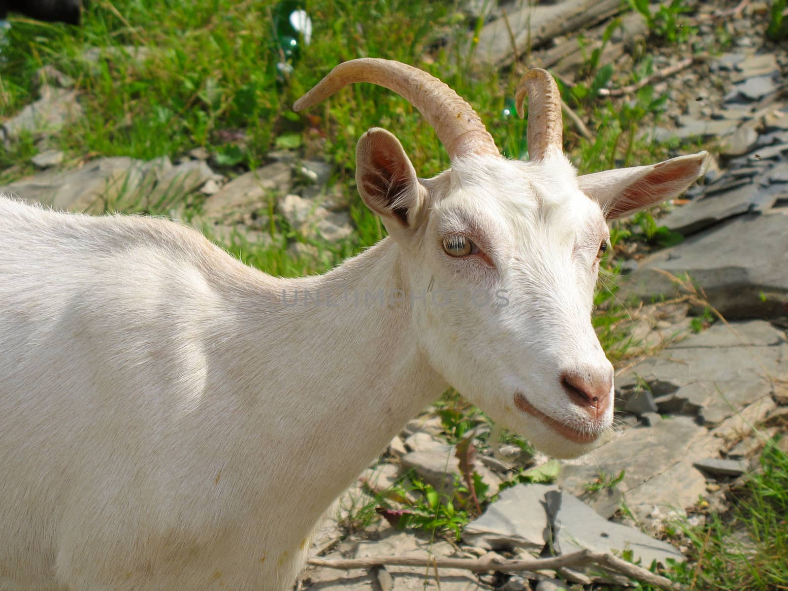 Large plan. White horned goat against stony district