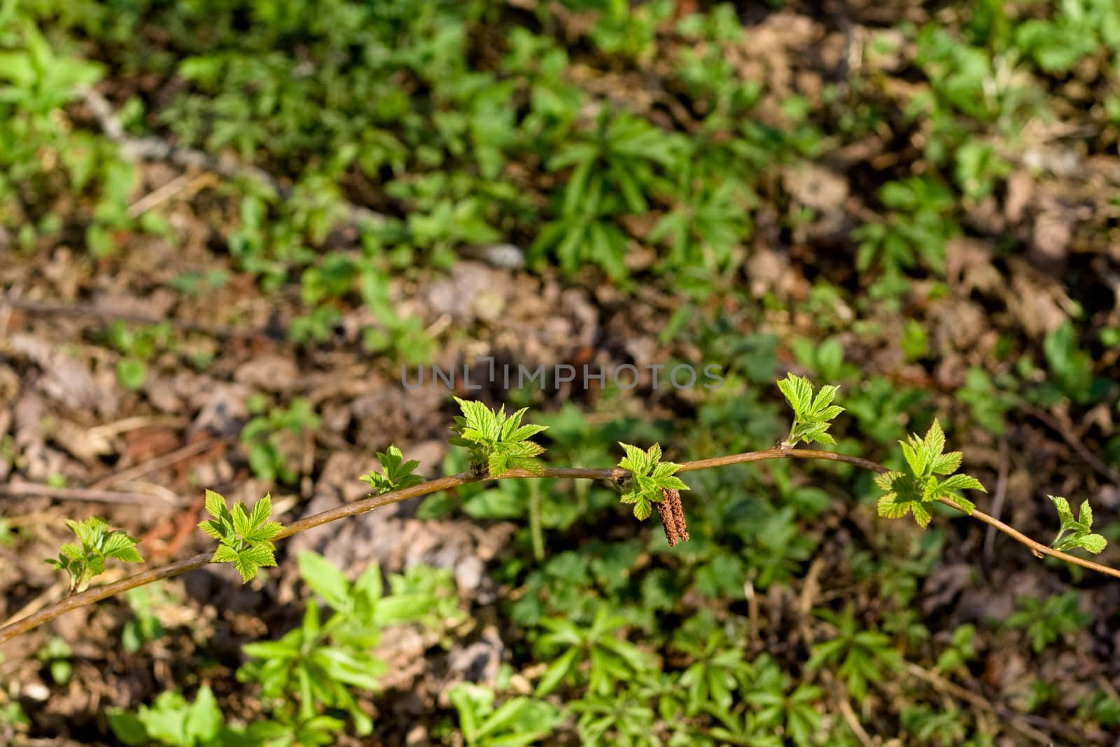 plant are pushing out new leaves
