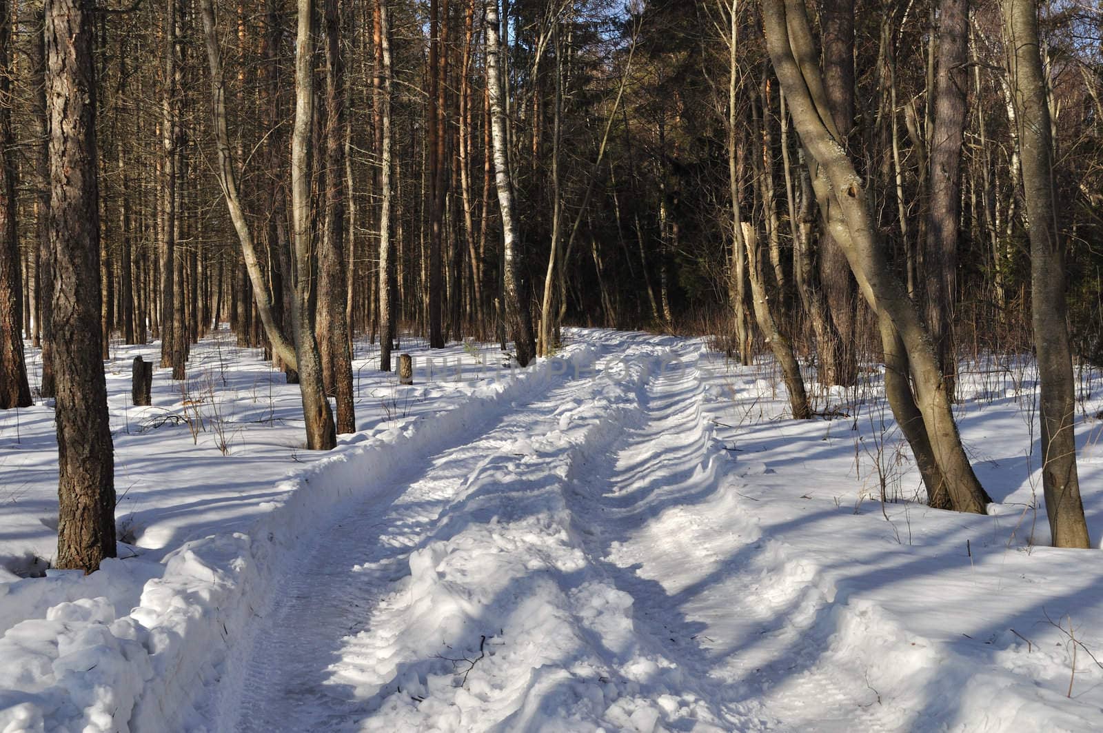 Winter earth rut under snow in coniferous forest, Russia