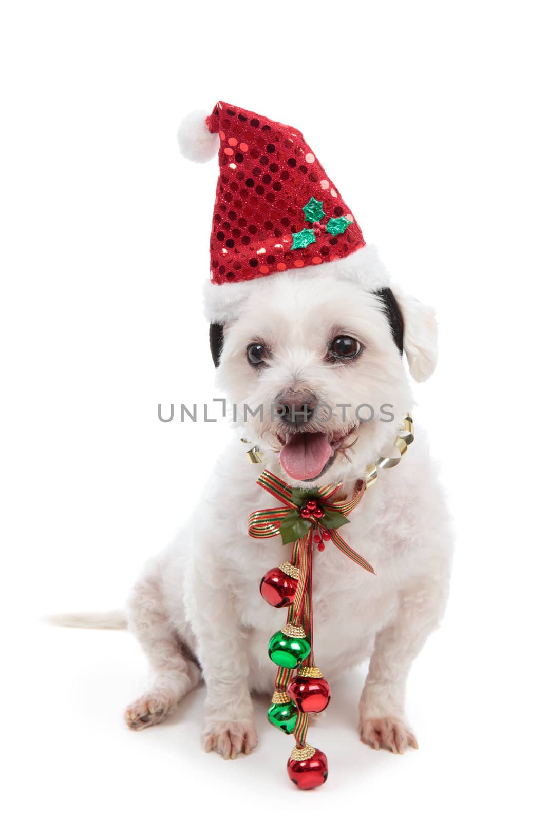 Christmas pooch wearing a santa hat and red and green jingle bells attached to festive ribbon around neck.  White background.