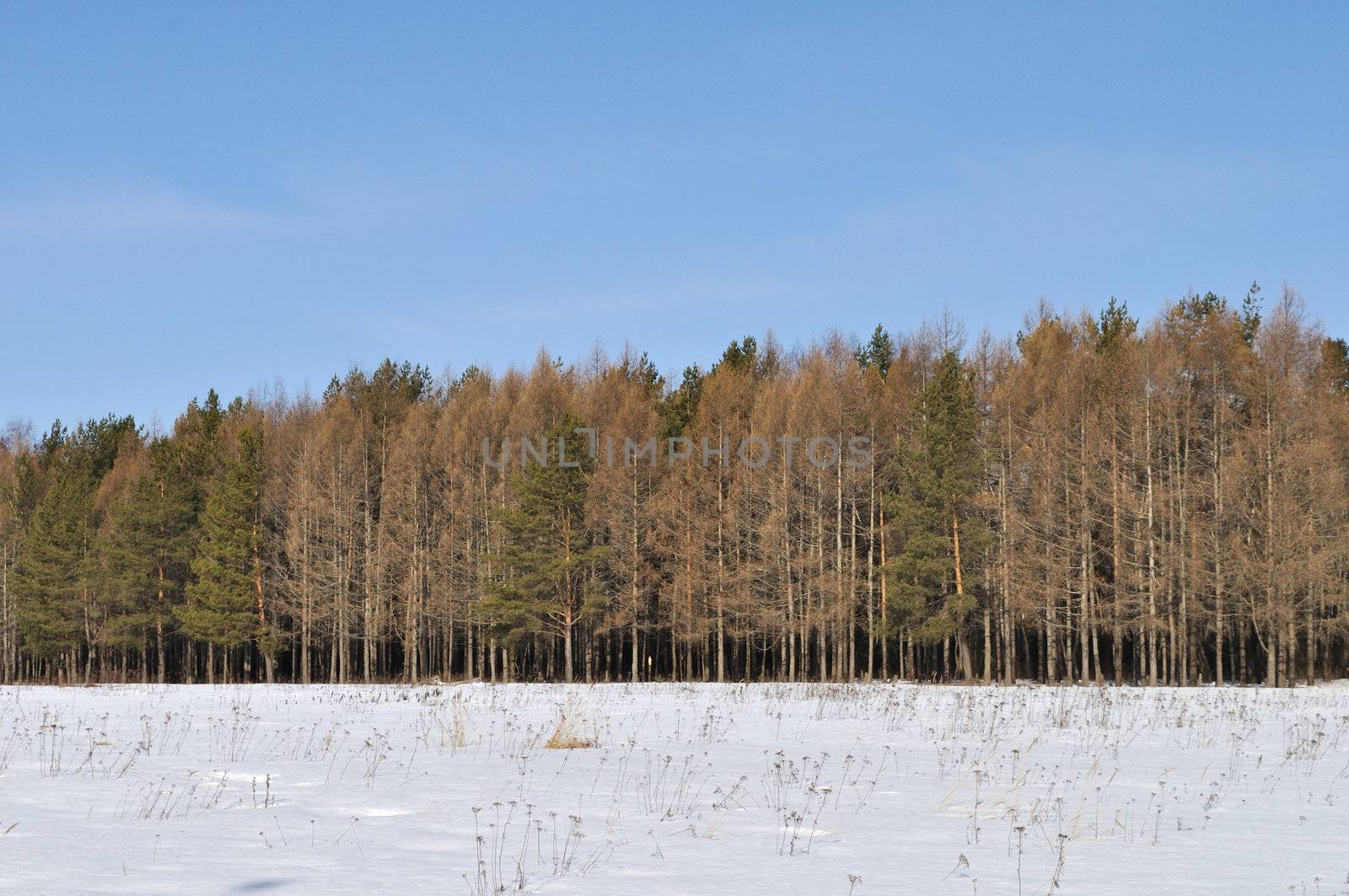 View of bare larch trees in sunny winter forest