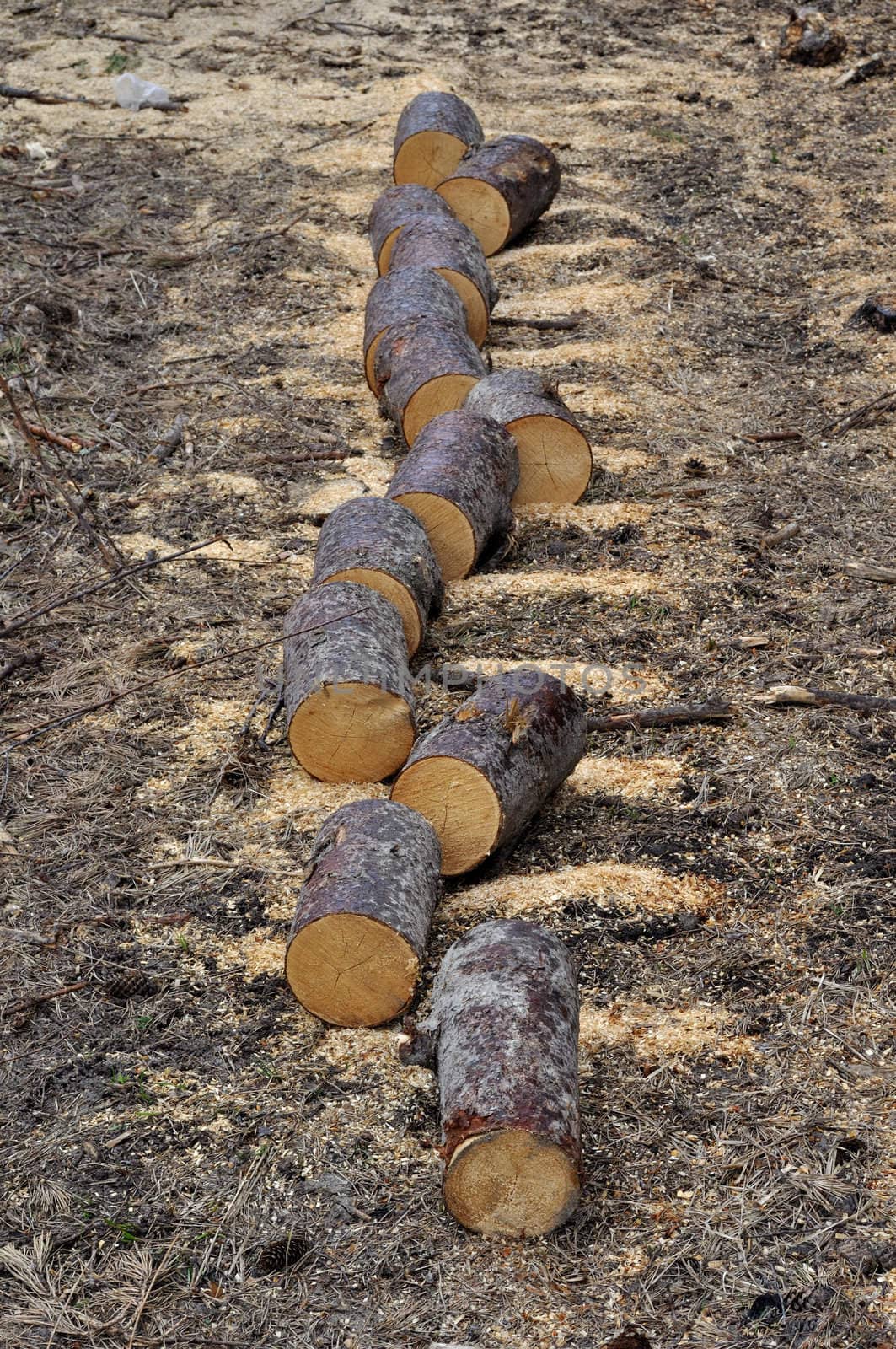 Pile of aspen chocks on the ground, arranged in a line