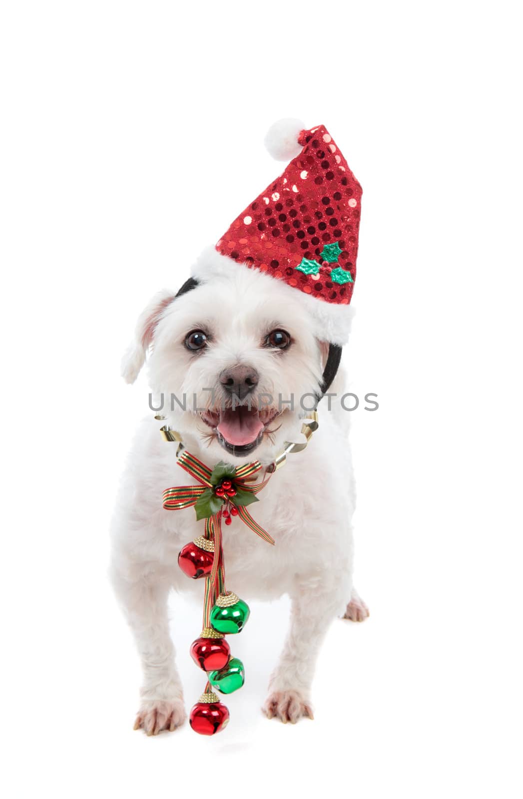 An adorable white maltese dog standing with pretty red and green jingle bells tied to decorative festive ribbon decoration.  White background.