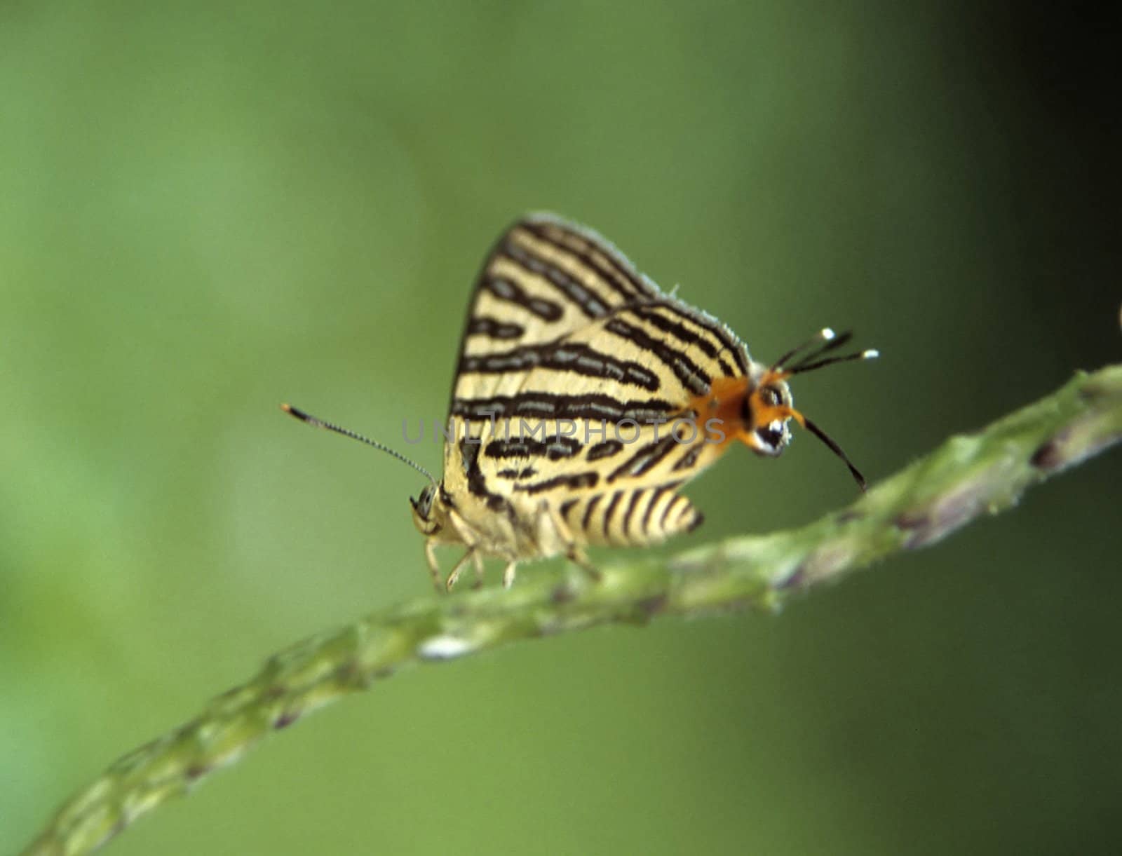 Tropical butterfly with false head