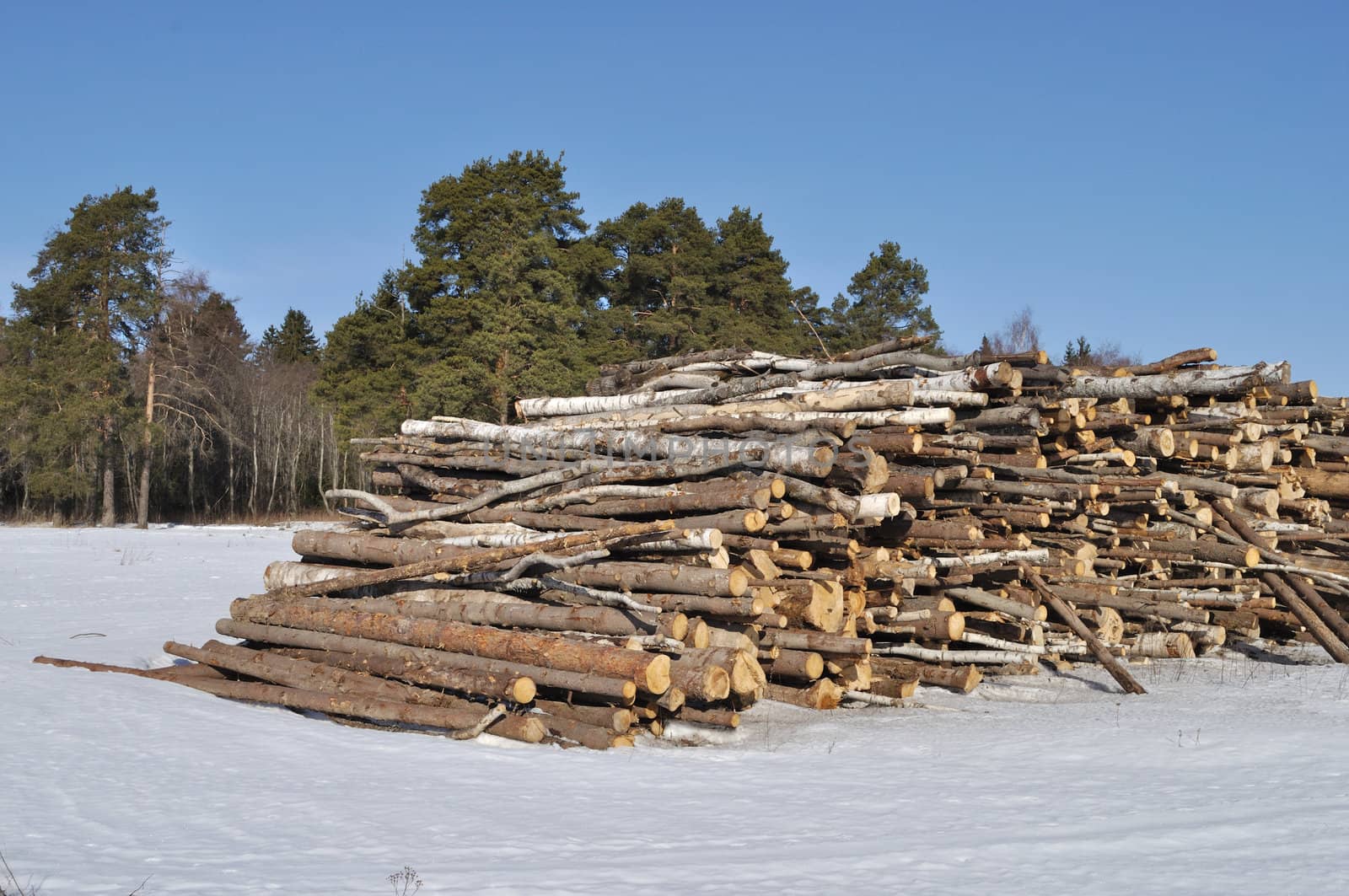 Log's stack at forest edge in winter by wander