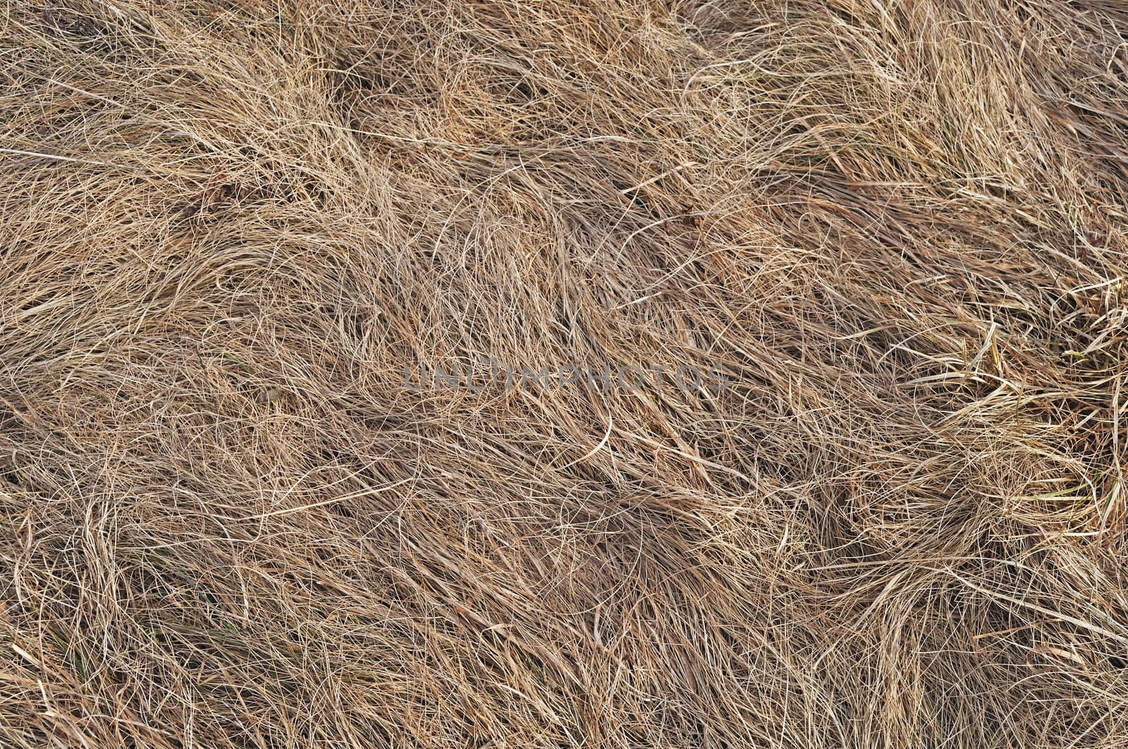Close up of wavelike dry grass background texture