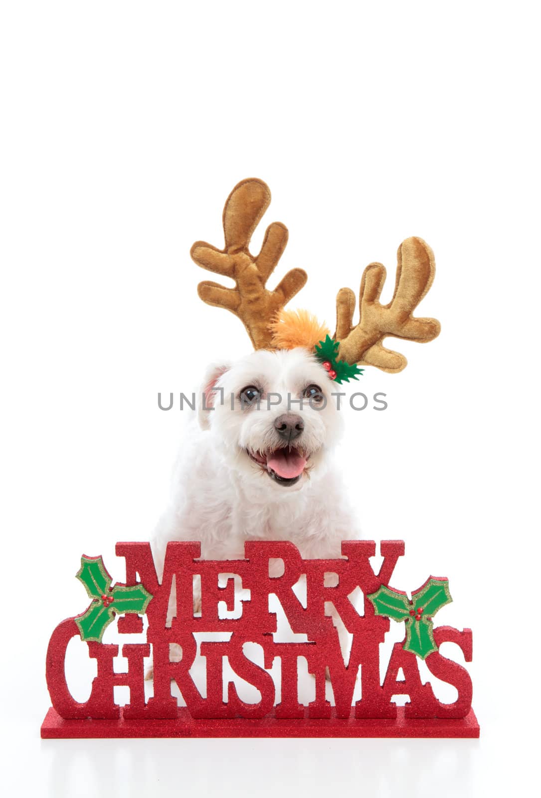 A happy pet dog wearing reindeer antlers stands behind a Merry Christmas message.  White background.