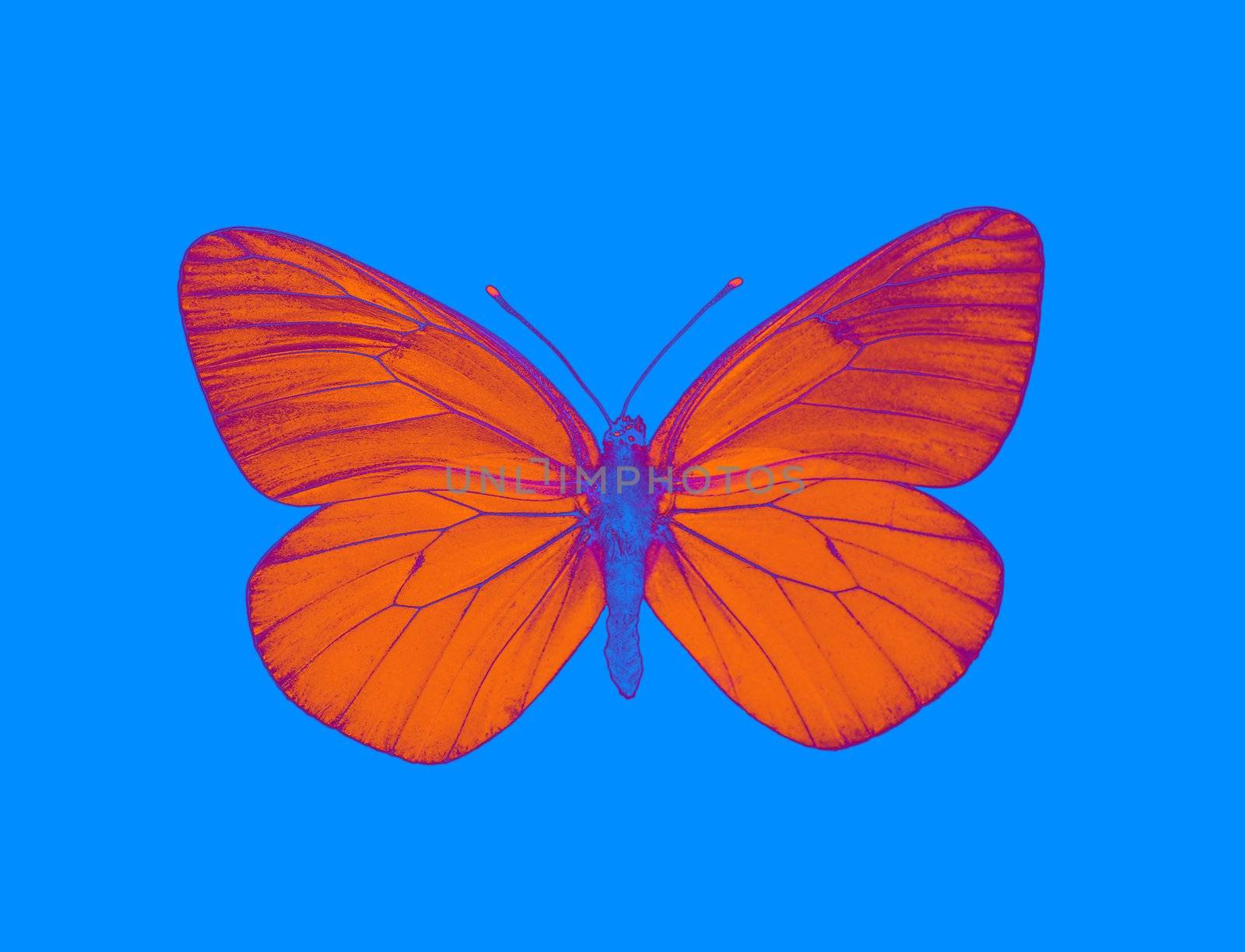 Alien butterfly