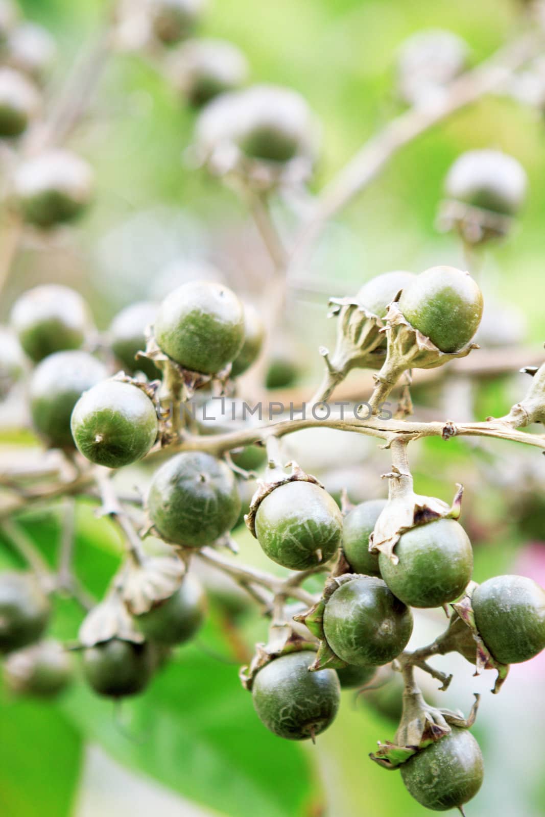 growing green fruits